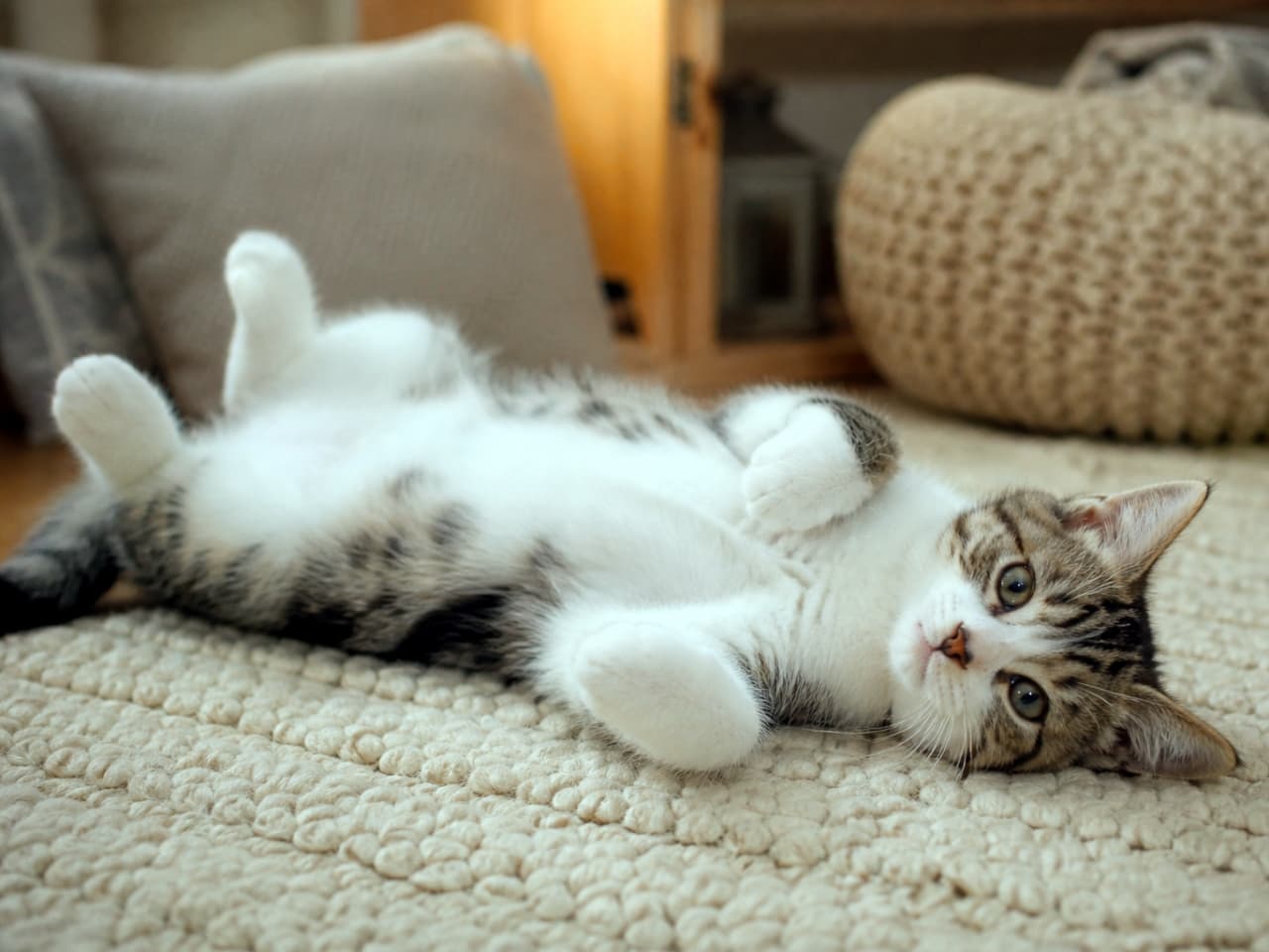 「ごろんとへそ天ポーズでリラックスモード🐈🐾ふわふわのラグと子猫の組み合わせは反則級の可愛さです💕」Ultra-realistic high-quality photograph of a tabby and white kitten lying on its back on a textured cream rug, looking at the camera with curled paws. クリーム色の凹凸のあるラグの上で仰向けになり、前足を曲げてこちらを見つめるキジトラ白の子猫。背景にはクッションが配置されている