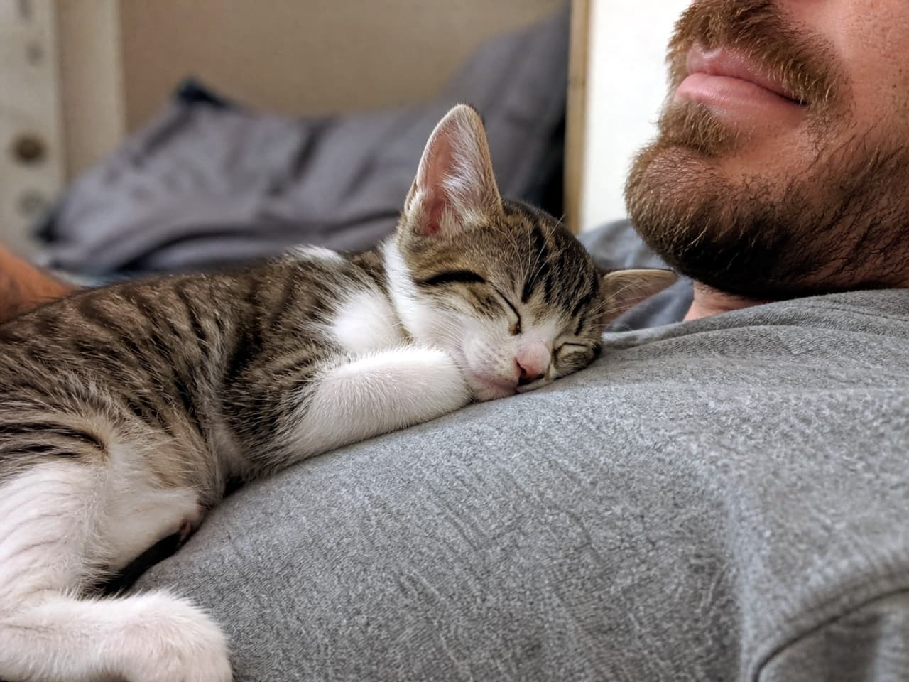 「飼い主さんの胸の上は特等席💤安心しきった寝顔に、日々の疲れも吹き飛びますね🐈💖」Ultra-realistic high-quality photograph of a tabby and white kitten sleeping peacefully on a bearded man's chest. 髭を生やした男性の胸の上で、目を閉じて安心しきった様子で眠るキジトラ白の子猫
