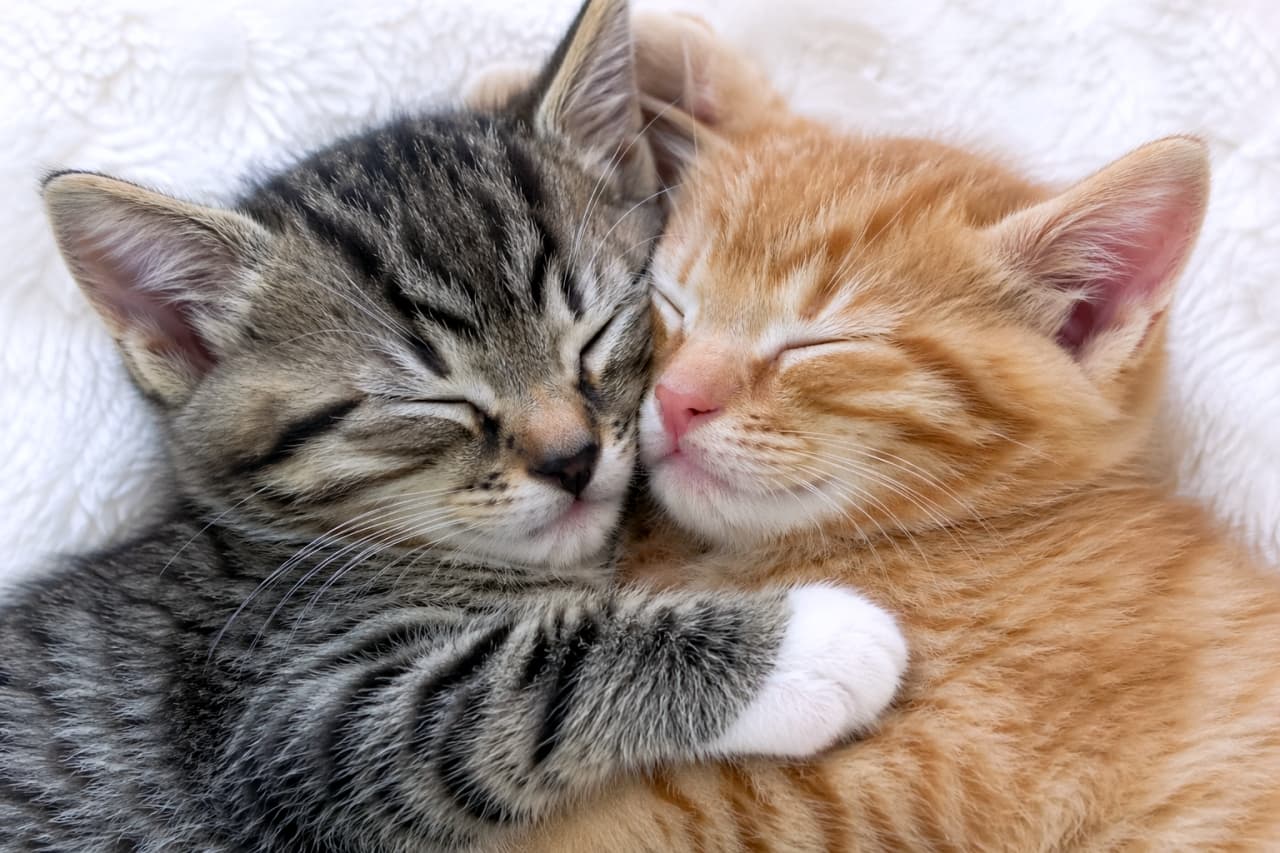 「仲良しすぎる2匹にきゅん💕 夢の中でも一緒かな？🐈🐾 #子猫 #お昼寝タイム #癒し」Ultra-realistic high-quality photograph of a tabby and a ginger kitten sleeping and hugging each other on a fluffy white blanket. 白いふわふわの毛布の上で、キジトラと茶トラの子猫が顔を寄せ合い、抱き合うようにして眠っている高画質な写真