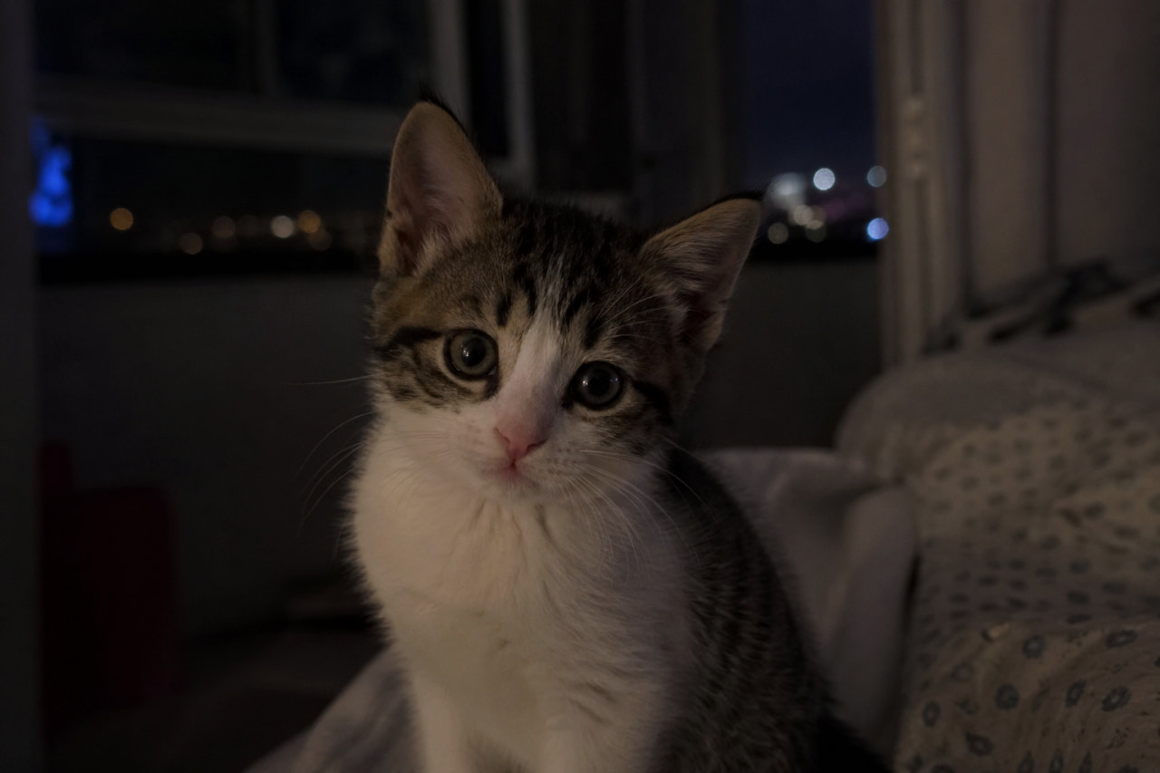 「夜のまったりタイム🌙 じっと見つめられるとドキドキしちゃう💕 #夜ふかし猫 #子猫のいる生活」Ultra-realistic high-quality photograph of a tabby and white kitten looking directly at the camera in a dark room with city lights in the background. 夜の暗い部屋で、窓の外の街の明かりを背景に、キジトラ白の子猫がカメラをじっと見つめている高画質な写真
