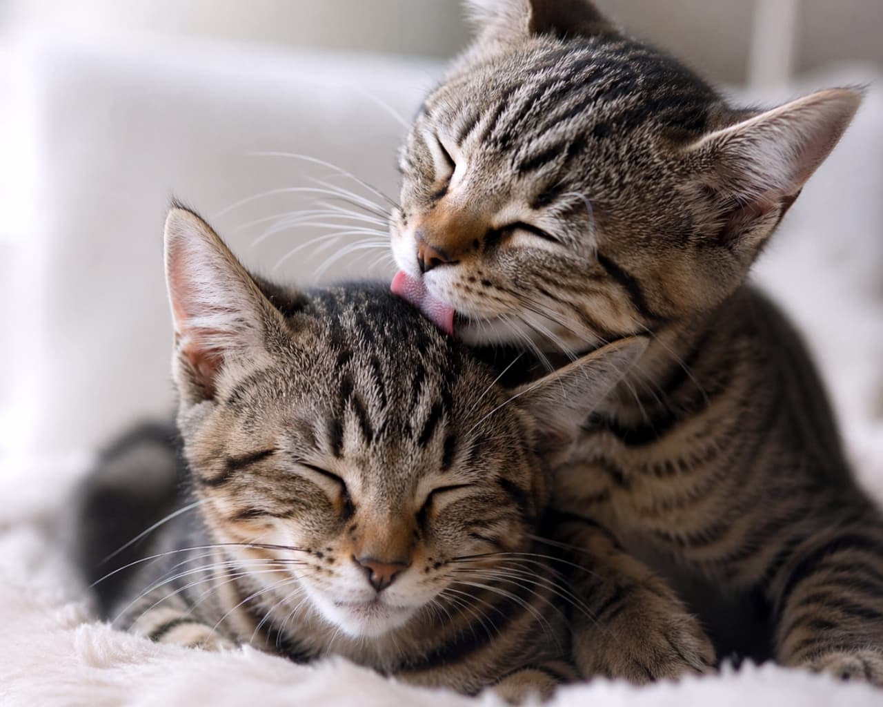 「愛情たっぷりの毛づくろい✨ 兄弟の絆にほっこりしますね🐈💕 #猫のいる暮らし #キジトラ #兄弟猫」Ultra-realistic high-quality photograph of a tabby kitten gently grooming the head of another sleeping tabby kitten on a fluffy blanket. 白い毛布の上で、キジトラの子猫が目を閉じて眠るもう一匹のキジトラの子猫の頭を優しく舐めて毛づくろいしている高画質な写真