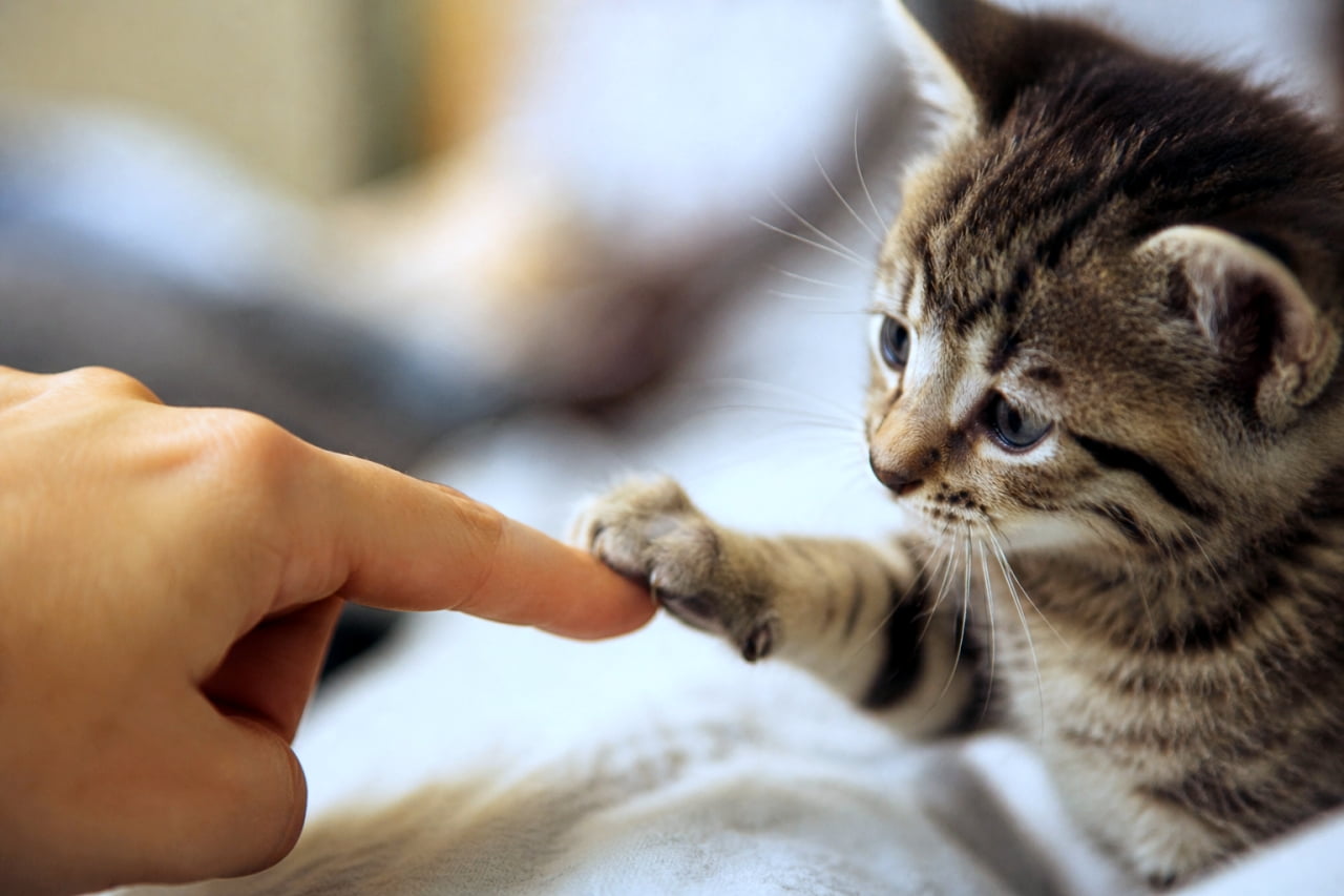 「ごあいさつのタッチ！？👽✨ 人と猫の絆を感じる優しいワンシーンですね🤝💕 #子猫 #猫との暮らし #肉球」Ultra-realistic high-quality photograph of a tabby kitten reaching out to gently touch a human finger with its paw. キジトラの子猫が、差し出された人間の指先に向かって小さな前足を伸ばし、そっと触れている感動的な瞬間の高画質な写真