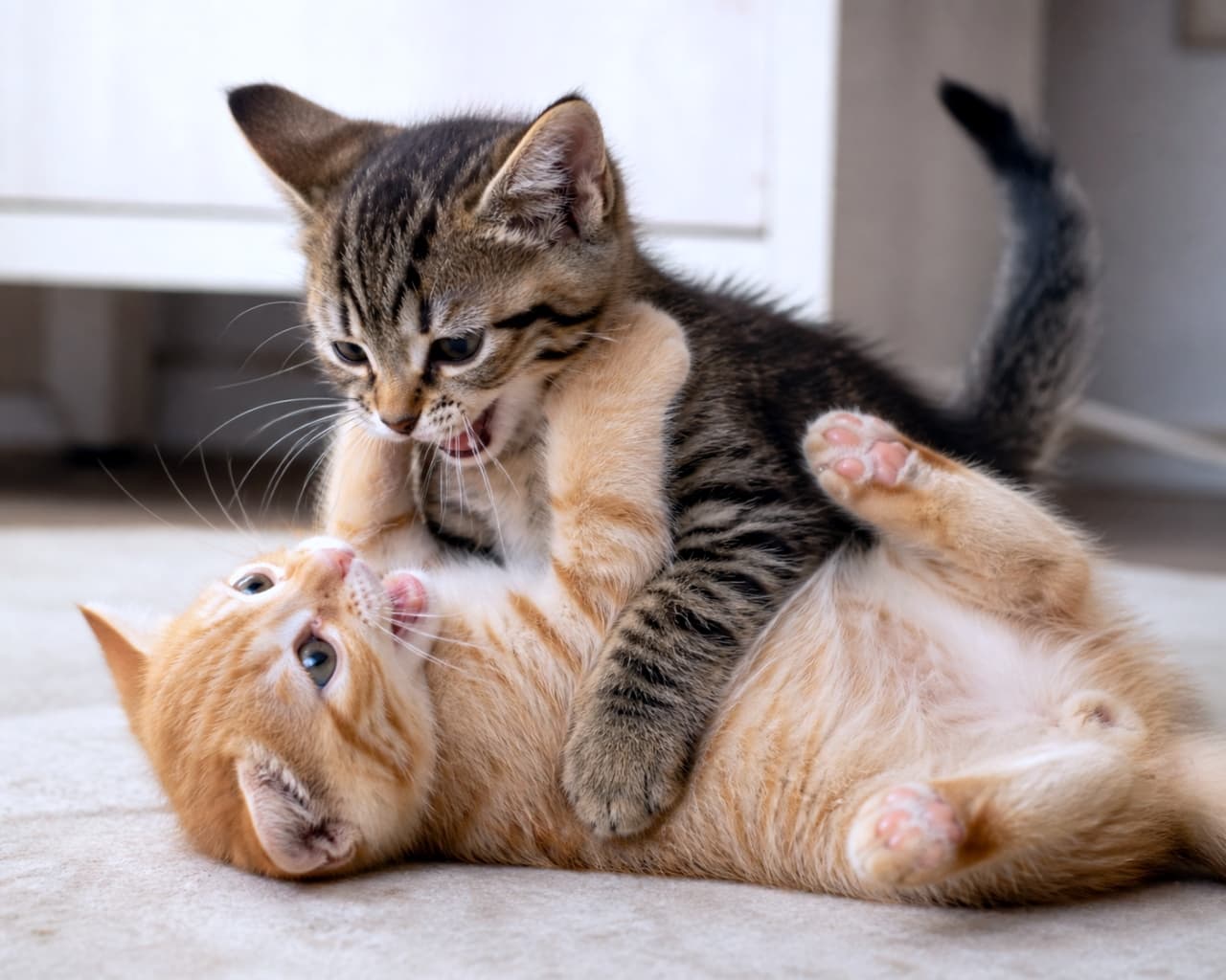 「「にゃー！負けないニャ！」「そっちこそー！」🐾💥 毎日元気いっぱいに取っ組み合い！思いっきりじゃれ合えるのは仲良しな証拠ですね🥰💕 #子猫 #じゃれ合い #多頭飼い #キジトラ #茶トラ」Ultra-realistic high-quality photograph of two kittens, a brown tabby and an orange tabby, playfully wrestling on a light-colored carpet indoors. The energetic and joyful moment is captured in soft lighting. 明るい室内のカーペットの上で、楽しそうに取っ組み合いをして遊ぶ2匹の子猫（キジトラと茶トラ）の高画質写真。キジトラが上に乗り、茶トラが仰向けになってじゃれ合っている。元気で無邪気な表情が柔らかい光の中で捉えられている
