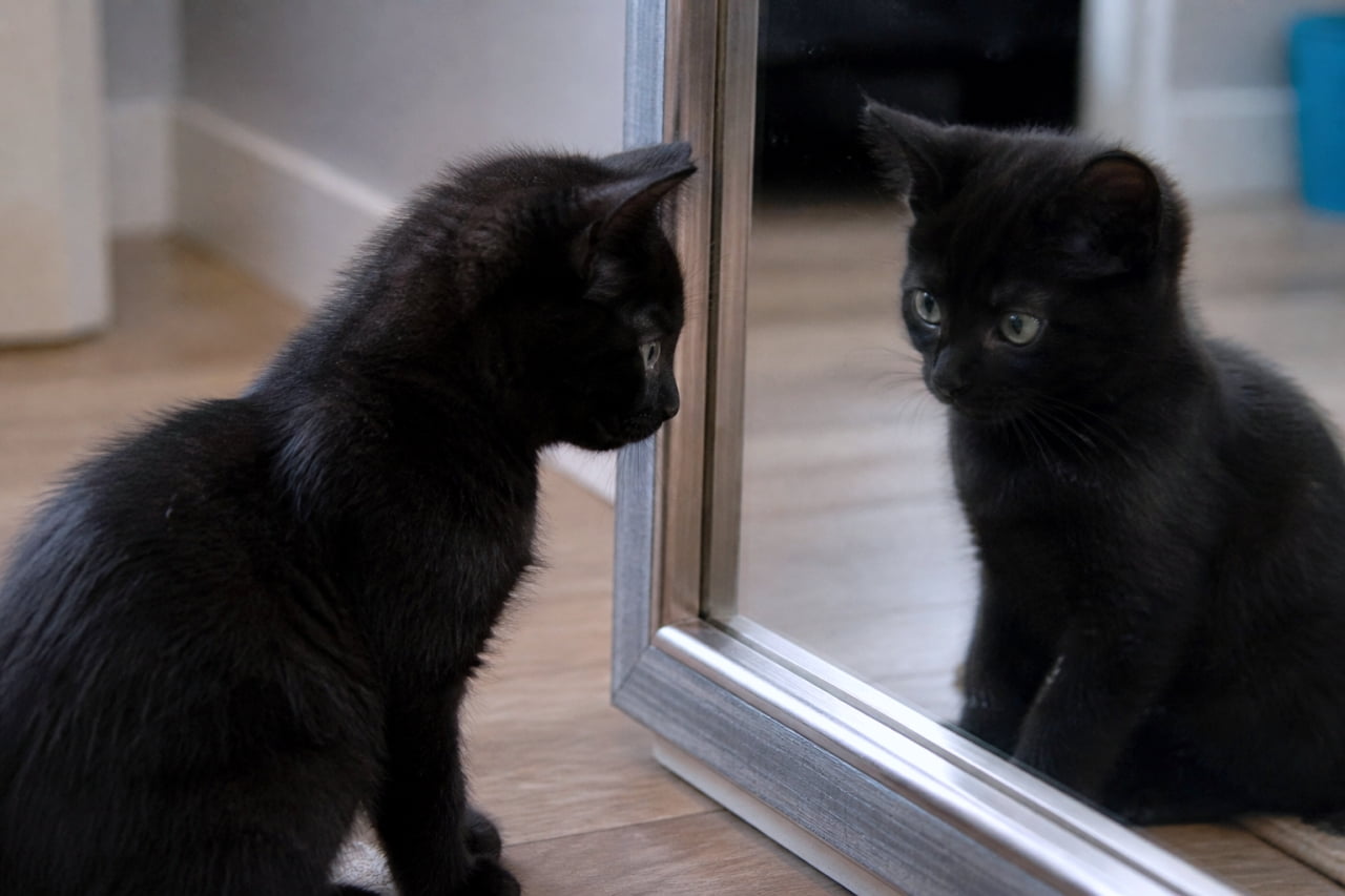 「鏡の中の自分に釘付けな黒猫ちゃん🐈‍⬛「えっ、この可愛い子だれ…？！？！」鏡の中の自分に興味津々な黒猫ちゃん。真っ黒な毛並みがツヤツヤで綺麗✨🖤」Ultra-realistic high-quality photograph of a black kitten staring at its reflection in a silver-framed mirror. Close-up side profile showing shiny black fur and bright eyes in a natural indoor light setting. 鏡に映る自分の姿をじっと見つめる黒猫の子猫。シルバーのフレームの鏡越しに、キラキラした瞳が印象的な横顔のクローズアップ。自然光が当たる柔らかな室内での撮影