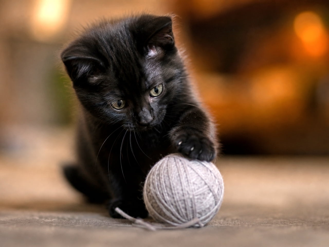 「えいっ、つかまえた！🧶 毛糸玉と格闘中の黒猫ちゃん🐈‍⬛ 真剣なお顔がたまらない💕 #黒猫 #子猫 #遊び時間」Ultra-realistic high-quality photograph of a black kitten playing with a ball of gray yarn on the floor, with warm orange bokeh in the background. 床の上でグレーの毛糸玉に前足を乗せて遊んでいる黒の子猫。背景には温かみのあるオレンジ色のボケがある