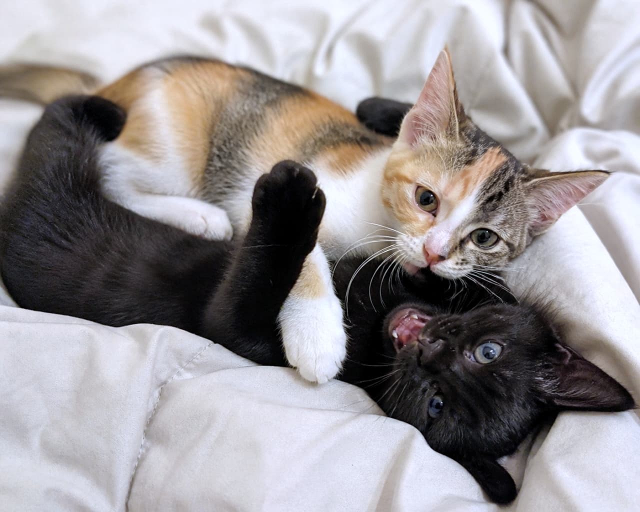 「どっちが勝つかな！？🐾💥ベッドの上で元気いっぱいにじゃれ合う2匹のわちゃわちゃタイムです😆」Ultra-realistic high-quality photograph of a calico kitten and a black kitten playfully wrestling and rolling around on a light-colored rumpled bedsheet. 明るい色のシーツの上で、三毛猫と黒猫の子猫が取っ組み合いをして元気にじゃれ合って遊んでいる躍動感のある写真。黒猫は仰向けになり口を開けている