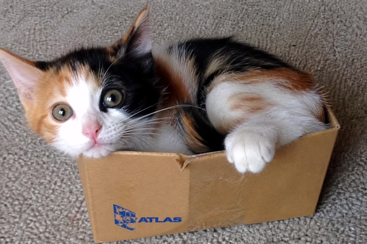 「箱があったら入るのが猫のさだめ📦🐾 小さな箱にすっぽり収まる姿が可愛すぎます！✨ #箱入り猫 #三毛猫」Ultra-realistic high-quality photograph of a calico kitten sitting snugly inside a small cardboard box with a blue ATLAS logo. 「ATLAS」という青いロゴが入った小さな段ボール箱にすっぽりと入り、こちらを見つめる三毛の子猫