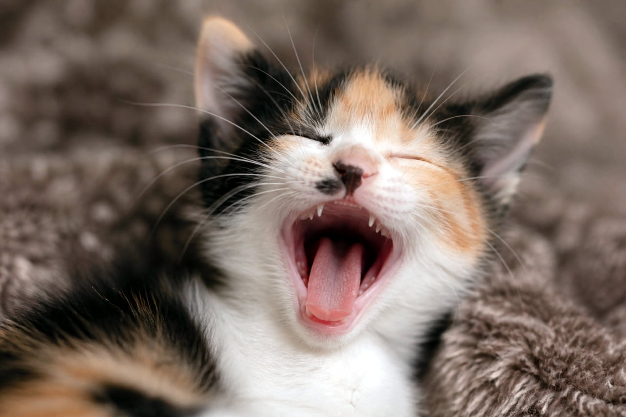 「ふぁ〜あ🥱 大きなお口で大あくび！リラックスモード全開の三毛猫ちゃんです🐾 #三毛猫 #あくび猫」Ultra-realistic high-quality photograph of a calico kitten yawning widely with its eyes closed on a brown fluffy blanket. 茶色いふわふわの毛布の上で、目を細めて大きく口を開け、あくびをしている三毛の子猫