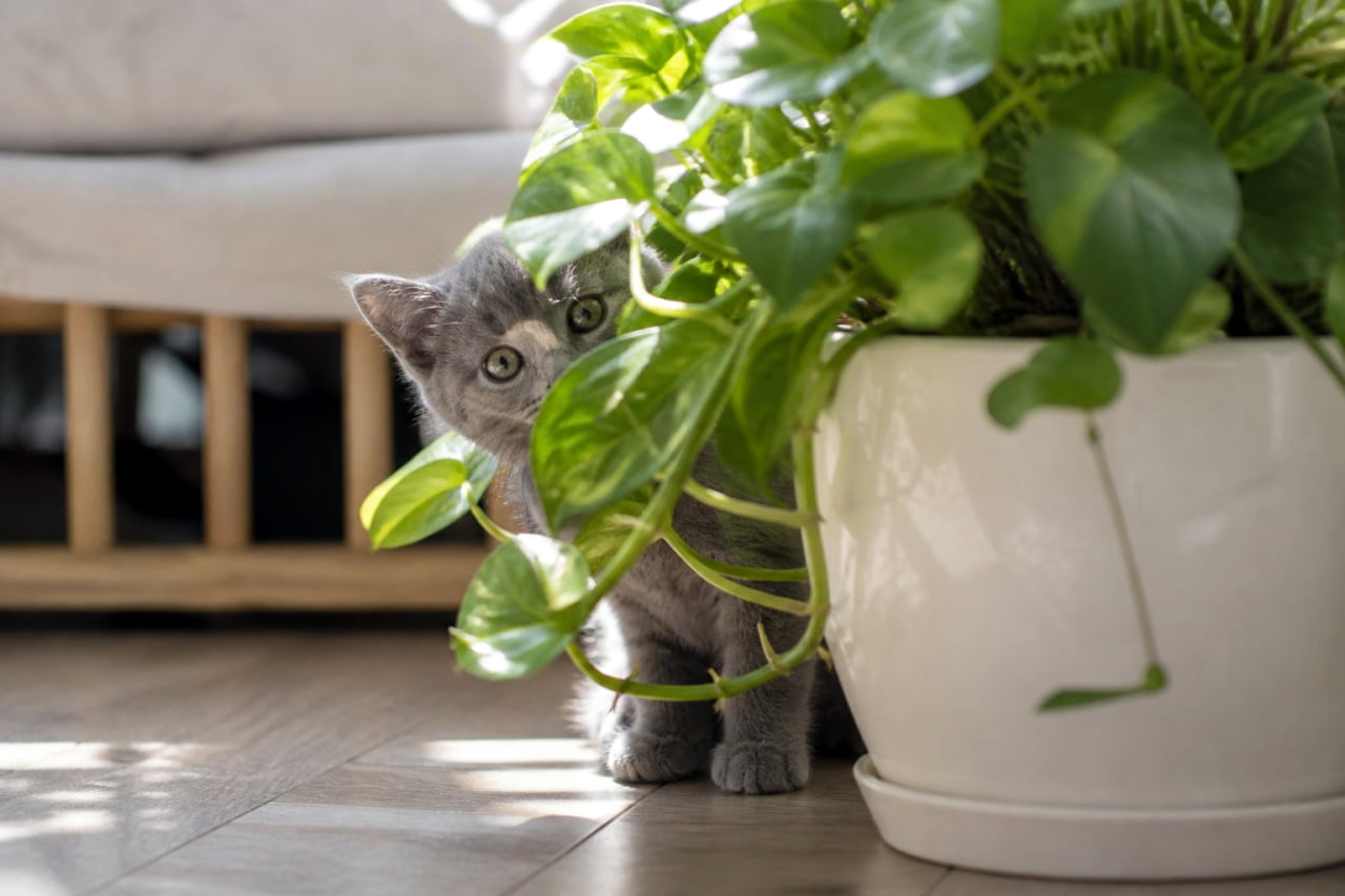 「みーつけた！🌿 観葉植物のジャングルでかくれんぼ中のグレー猫ちゃん🐈 葉っぱの傘がいい感じ✨ #子猫 #観葉植物 #癒やし」Ultra-realistic high-quality photograph of a gray kitten peeking out from behind the green leaves of a pothos plant in a white pot on a sunny floor. 床に置かれた白い鉢植えのポトスの葉の陰から、片目を覗かせてこちらを見ているグレーの子猫。明るい室内の光