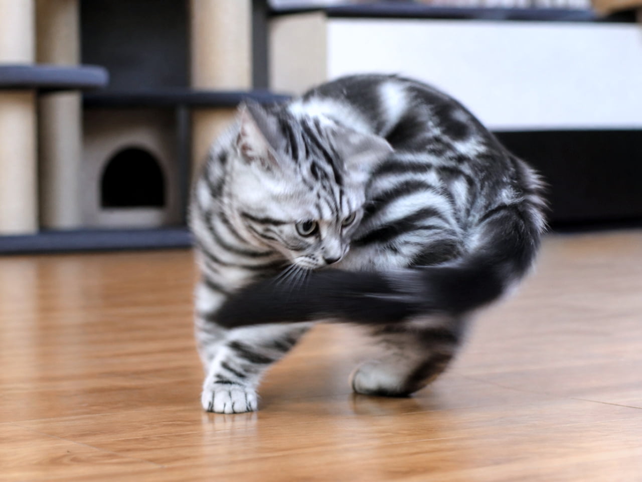 「待て待て〜！自分のしっぽを追いかけてぐるぐる大パニック🐈💨 元気いっぱいな姿にクスッとしますね😆 #アメショ #おてんば猫」Ultra-realistic high-quality photograph of a silver tabby kitten actively chasing its own tail on a wooden floor. フローリングの床の上で、自分の黒いしっぽを追いかけてぐるぐると回っているシルバータビーの子猫