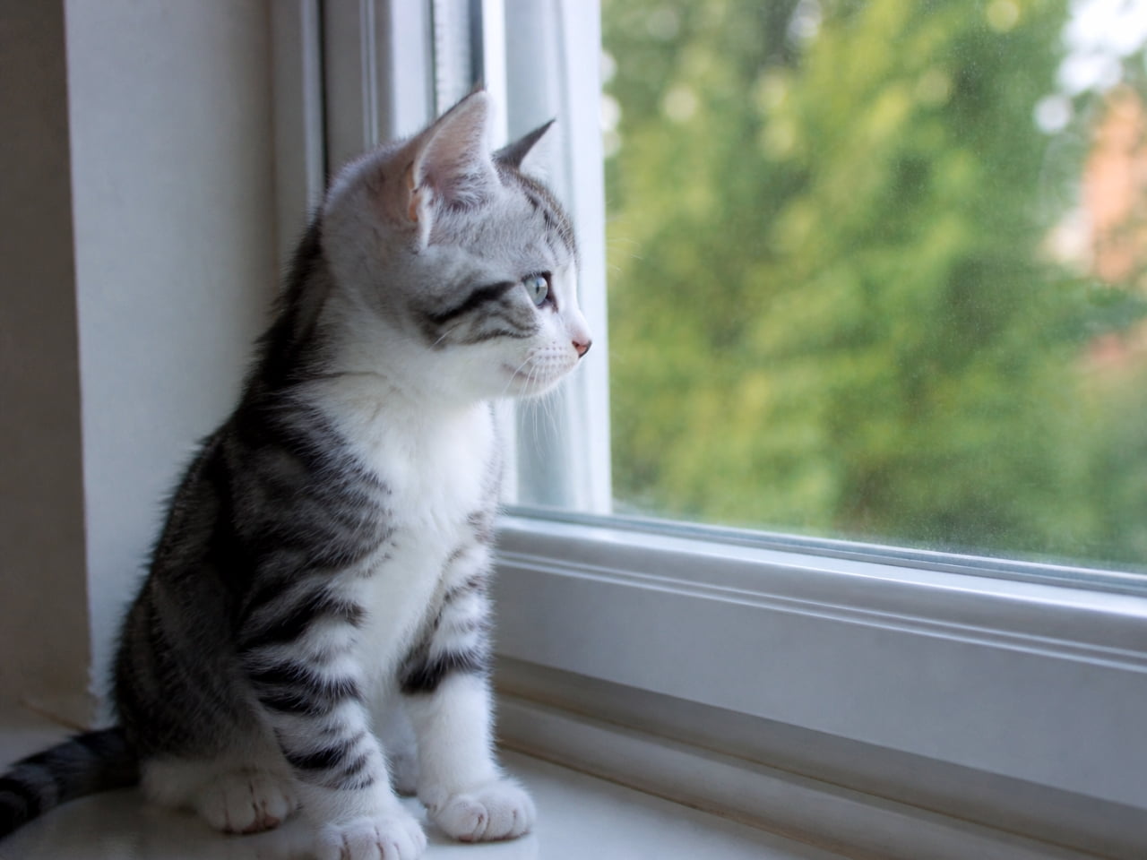 「外には何があるのかな？🌳 窓越しの景色に興味津々なサバトラちゃん🐈 冒険の始まりかも✨ #サバトラ #子猫 #窓辺」Ultra-realistic high-quality photograph of a silver tabby kitten sitting by a white windowsill, looking out the window at green trees in profile.　白い窓枠のそばに座り、窓ガラス越しに外の緑の木々をじっと見つめているサバトラの子猫の横顔