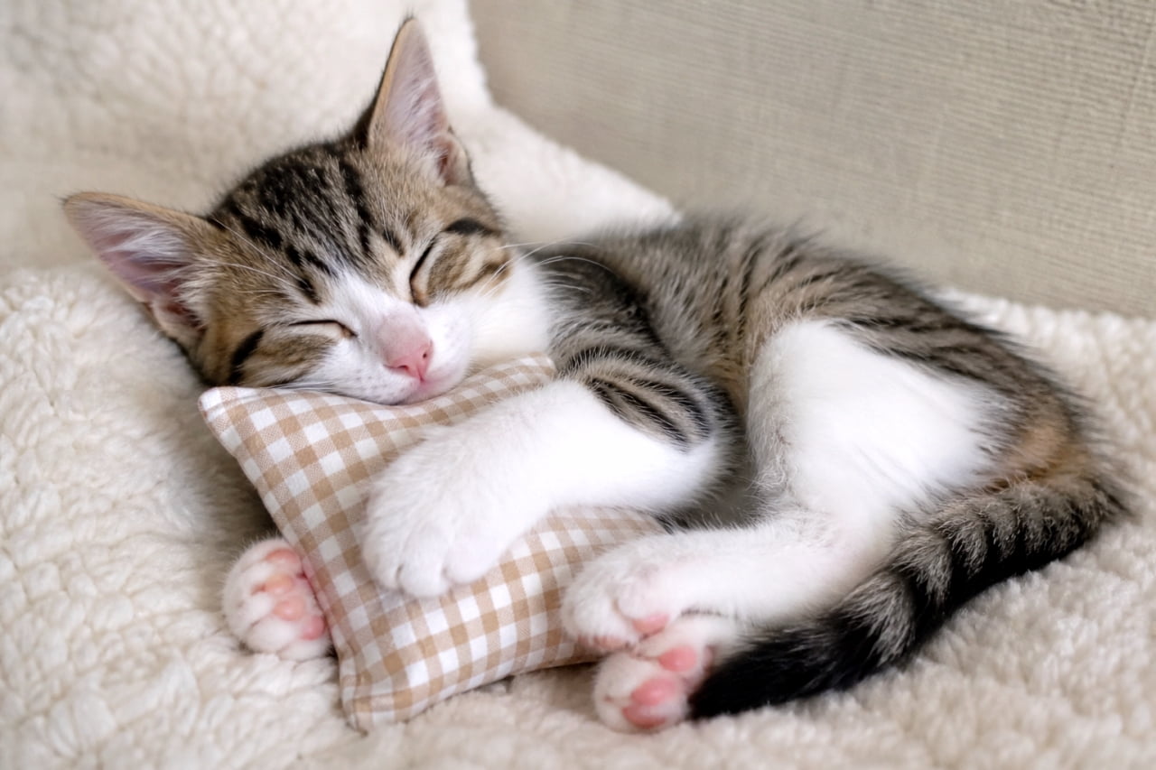 「夢の中でおいしいおやつ食べてるのかな？🐟💤 気持ちよさそうな寝顔に癒されます✨ #猫のいる暮らし #子猫」Ultra-realistic high-quality photograph of a tabby kitten sleeping peacefully on a small checkered pillow over a white fluffy blanket. 白いふわふわの毛布の上で、小さなチェック柄の枕に頭と前足を乗せて心地よく眠るキジトラの子猫