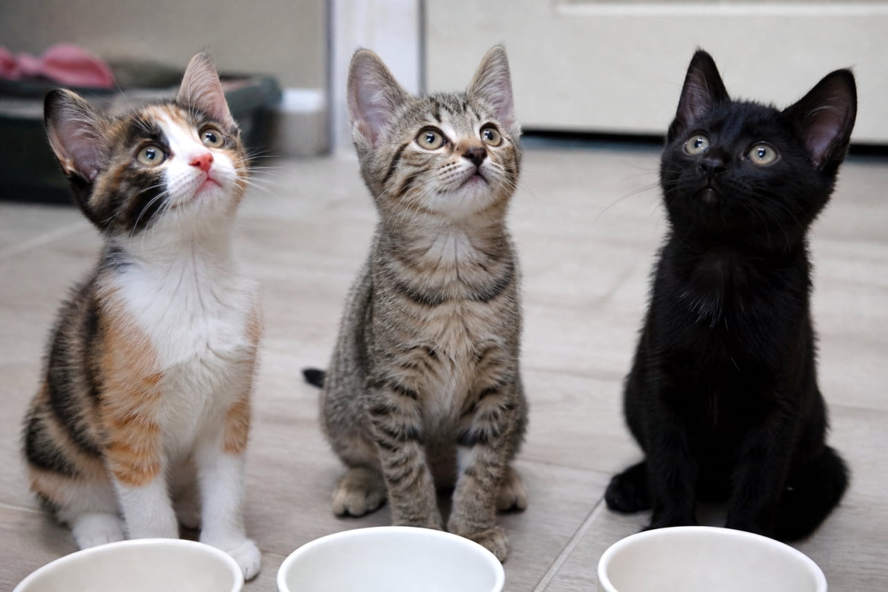 「ご飯まだかな？🐾 3匹並んでおねだりする姿がたまらなく可愛い子猫たちのご紹介です🍽️✨」Ultra-realistic high-quality photograph of three kittens (calico, tabby, and black) sitting on the floor and looking up eagerly, with three empty white bowls in the foreground. 三毛猫、キジトラ、黒猫の3匹の子猫が並んで床に座り、上をじっと見上げている写真。手前には3つの空の白いお皿が置かれている
