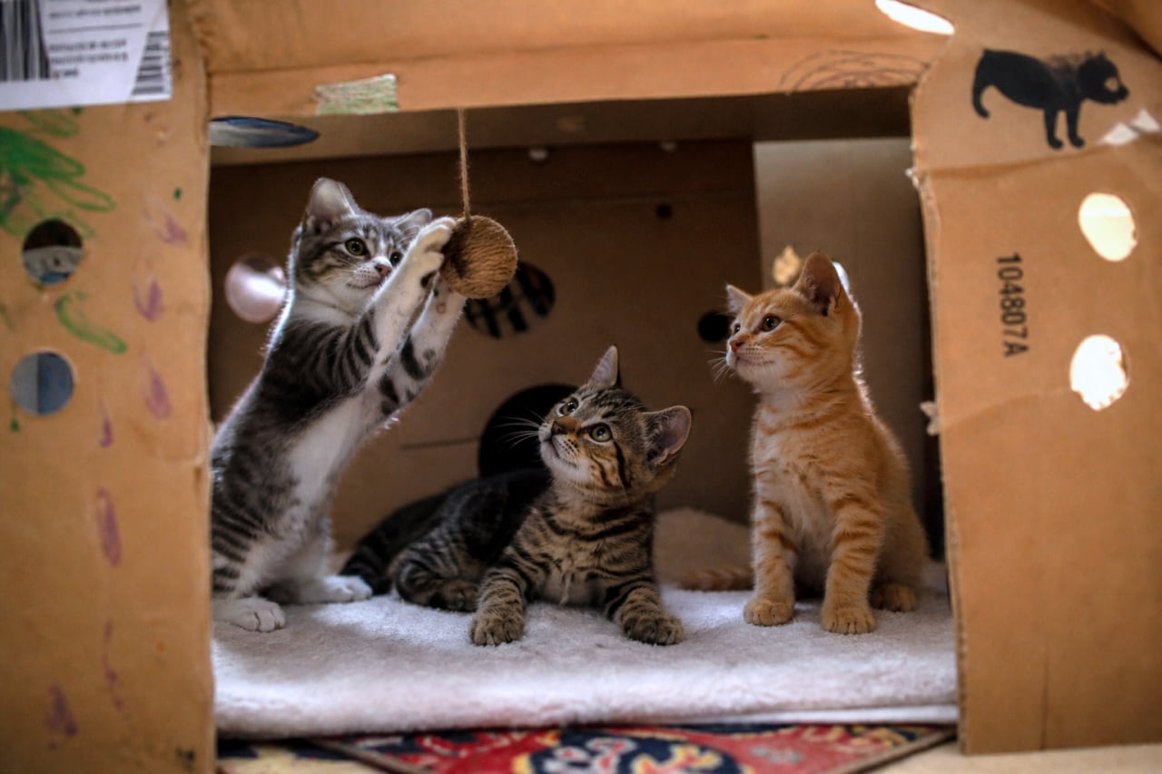 「手作り段ボールハウスは最高の遊び場！📦🐾おもちゃに夢中な姿にキュンとしちゃいますね🥰」Ultra-realistic high-quality photograph of three kittens (silver tabby, brown tabby, ginger) playing inside a cardboard playhouse, with one reaching for a hanging string toy. Warm indoor lighting. 手作りの段ボールハウスの中で、上から吊るされた丸い紐のおもちゃに前足を伸ばして遊ぶサバトラの子猫と、それを見上げるキジトラと茶トラの子猫たち。温かみのある室内光