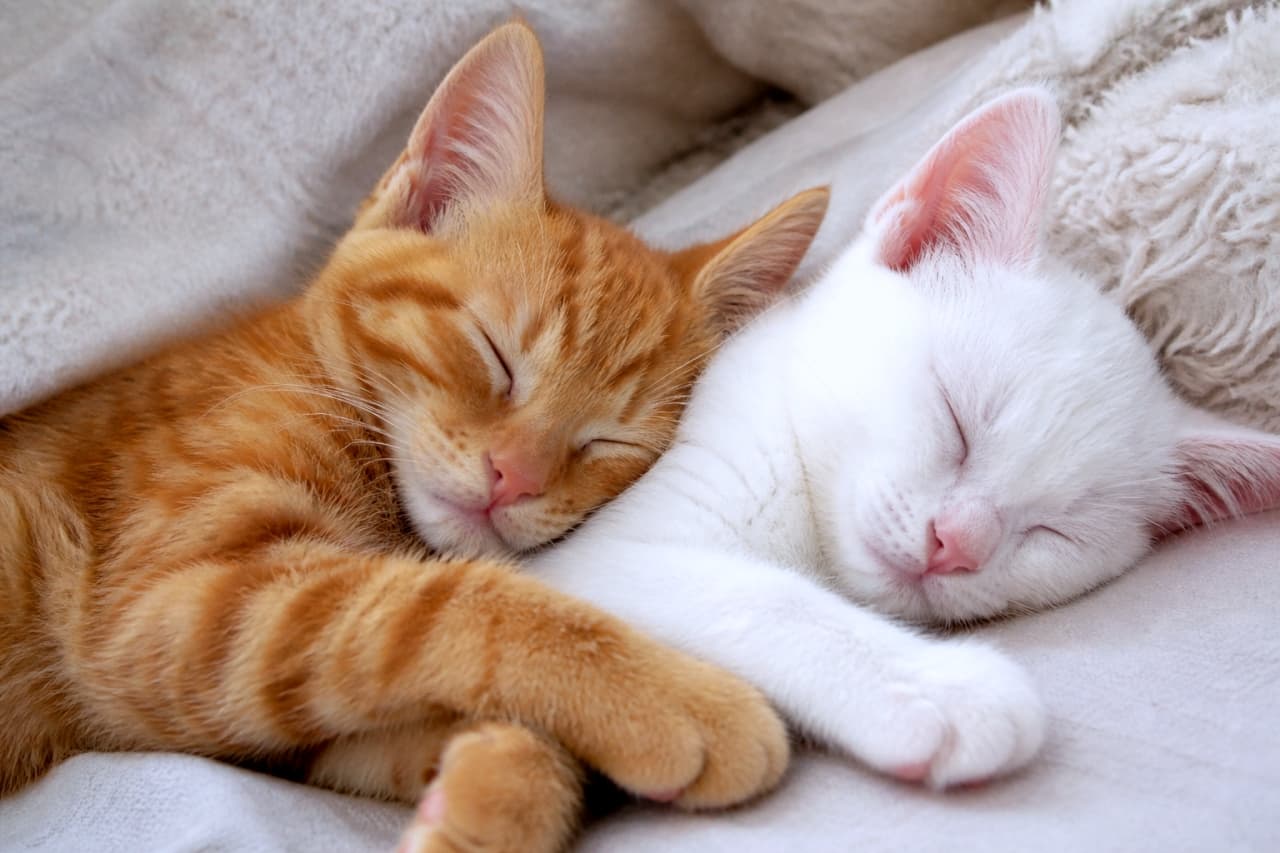 「仲良くスヤスヤお昼寝中💤 癒やし効果抜群の、天使のような寝顔をお届けします🐈💕」Ultra-realistic high-quality photograph of two kittens, one orange tabby and one white, sleeping peacefully and snuggling closely together on a soft, fluffy blanket. 茶トラと白猫の2匹の子猫が、柔らかい毛布に包まれながら寄り添って気持ちよさそうに眠っているクローズアップ写真
