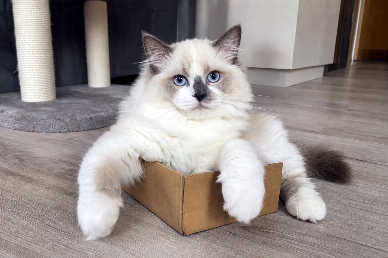 「収まりきらないデカ足が可愛すぎ!🐾 無理やり箱にフィットしようとする姿に、全私が癒やされました📦💕 #ラグドール」A high-angle, full-body photograph of a fluffy 5-month-old Ragdoll kitten with striking blue eyes and a unique dark spot on its nose. The kitten is attempting to fit into a small, plain cardboard box on a light wooden floor. Its oversized white paws and thick fur are spilling out awkwardly over the sides, creating a charming and slightly clumsy appearance in a minimalist indoor setting with a cat tree in the background. 明るい色のフローリングの上で、小さな無地の段ボール箱に収まろうと奮闘する、生後5ヶ月のふわふわなラグドールの子猫。特徴的な青い瞳と鼻の上の黒い模様が可愛らしく、箱からはみ出した大きすぎる白い前足が、子猫特有の不器用さを感じさせます。背景にキャットタワーが見える、シンプルで清潔感のある室内での1枚です
