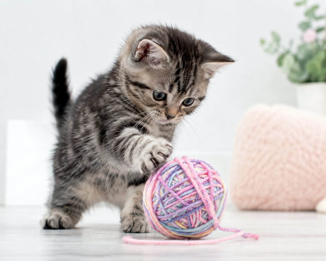「カラフルな毛糸玉に夢中ニャ🧶🐾 一生懸命な姿にキュンとしちゃいますね💕 #子猫 #猫のいる暮らし #癒し」Ultra-realistic high-quality photograph of a cute silver tabby kitten playing with a pastel-colored yarn ball in a bright white room. パステルカラーの毛糸玉に前足を伸ばして無邪気に遊んでいる、アメリカンショートヘア風のシルバータビーの子猫。背景は白を基調とした明るい室内