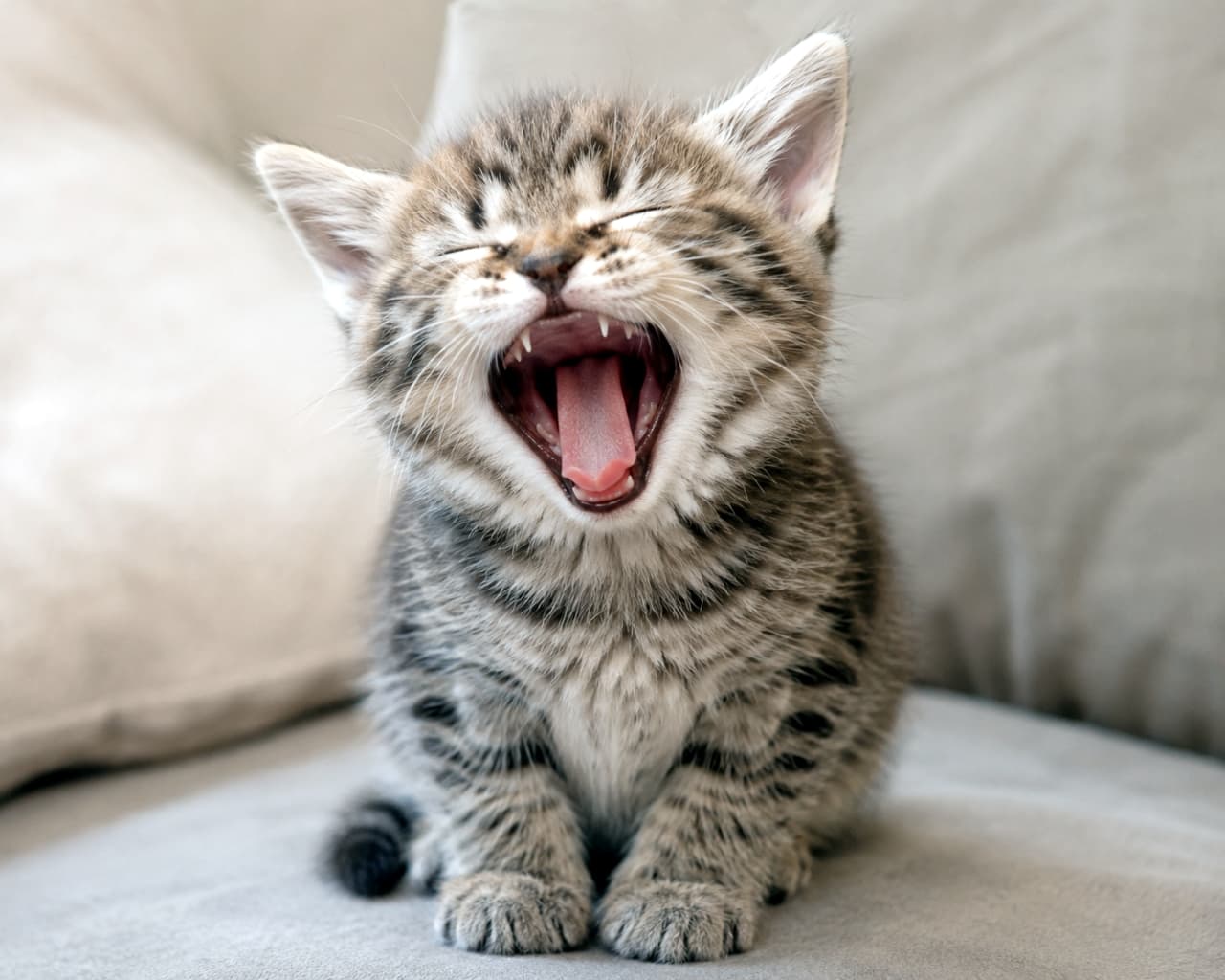 「ふわぁ〜っ🥱大きなあくびがたまらない💕一緒にゴロゴロしたくなっちゃうね🐈💤 #猫のいる暮らし #子猫 #癒やし時間」Ultra-realistic high-quality photograph of a cute tabby kitten yawning widely with its eyes closed on a comfortable sofa, showing its tiny teeth and fluffy fur. ソファの上で目を閉じて大きくあくびをしているキジトラの子猫のクローズアップ写真。ふわふわの毛並みと小さな歯が詳細に捉えられている