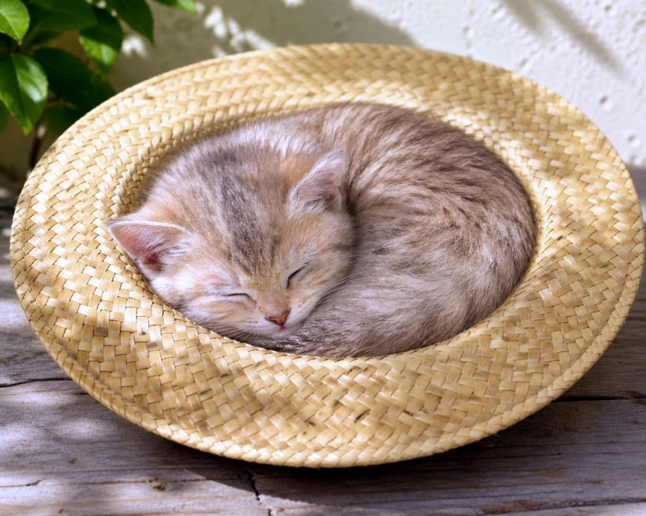 「麦わら帽子の中で夢心地の午後🌻夏の日の午後、お気に入りのベッドで見つけた幸せのカタチ🌻💤 麦わら帽子がジャストフィット！✨ #夏休み #お昼寝猫」Ultra-realistic high-quality photograph of a ginger kitten curled up asleep inside a straw hat on a sunlit wooden deck. Warm natural lighting creates a peaceful atmosphere. 日当たりの良いウッドデッキの上で、麦わら帽子の中に丸まって眠る茶トラの子猫。柔らかな自然光が降り注ぐ、夏らしく平和な光景