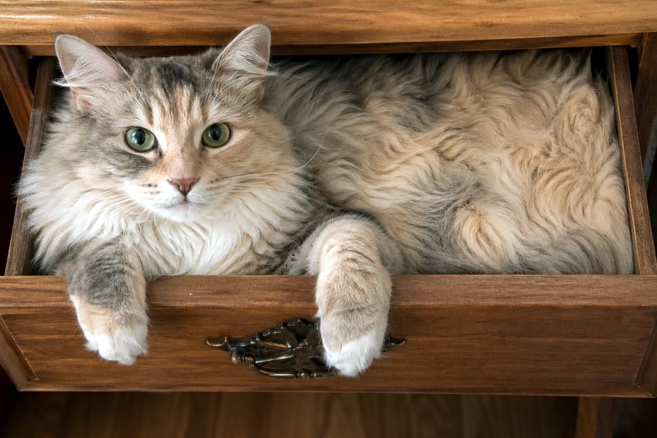 「「猫は液体」って本当だった！？引き出しサイズに完全変形した姿にキュン死確定💘🐈 #猫は液体 #もふもふ」A hyper-realistic photograph of a large fluffy cat perfectly filling a wooden desk drawer, its body liquefied to conform to the rectangular shape. Its head is upright with an alert expression, and two front paws are elegantly draped over the edge. アンティーク調の取っ手がついた木製の引き出しに、まるで液体のように四角く収まっている長毛の三毛猫風の猫。2本の前足を縁から優雅に垂らし、真っ直ぐにカメラを見つめるユーモラスな高品質写真