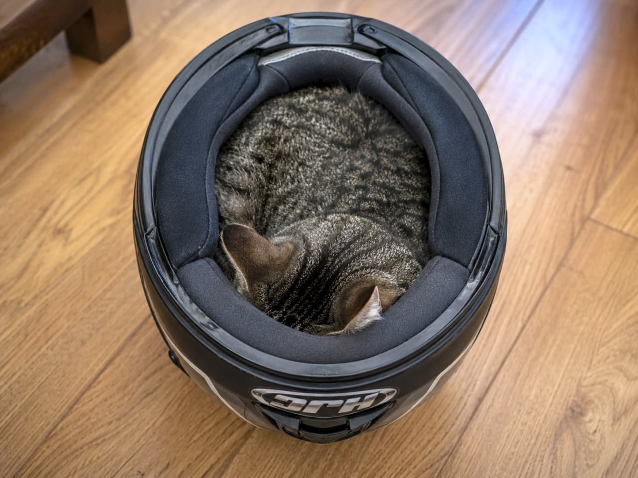 「ヘルメットの丸みが最高のベッドニャン🐈💤すっぽりフィットして安心しきった寝姿に、日々の疲れも吹き飛びます✨」Ultra-realistic high-quality photograph taken from a top view of a tabby cat curled up and sleeping peacefully inside a black full-face motorcycle helmet on a wooden floor. 木目の床に置かれた黒いフルフェイスヘルメットの内部で、クッションのカーブに沿ってぴったりと丸まって眠るキジトラ猫を真上から捉えた高画質写真