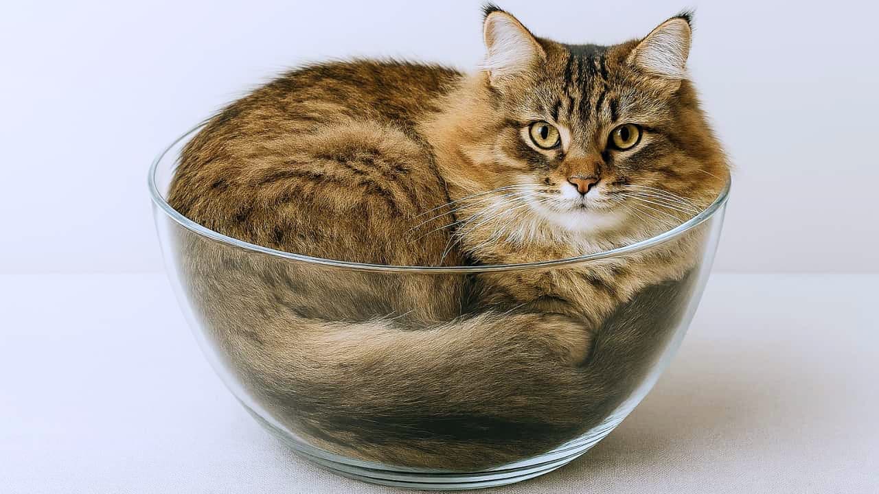 「溢れ出るもふもふ感。横長画面いっぱいに広がる「液体猫ちゃん」の芸術的な寝相をご覧ください✨ #猫は液体 #もふもふ」An ultra-realistic high-quality wide-shot photograph of a fluffy long-haired brown tabby cat elegantly curled along the contours of a large glass bowl, showcasing its dense, soft fur and long tail against a bright, clean, minimalist background. 明るくクリーンなスタジオ環境を背景に、大きなガラスボウルの曲面に沿って滑らかに身を横たえる、長毛種のキジトラ猫を捉えたシネマティックな横長（16:9）構図の写真。ボウルの淵から溢れんばかりの、ブラウンと黒の美しい縞模様を持つふかふかの被毛と、手前にふわりと回り込んだボリューミーな尻尾の質感が、ガラス越しの屈折光によって美しく強調されている。猫はリラックスした様子で顔を覗かせ、穏やかで知性的な眼差しをこちらに向けている情景