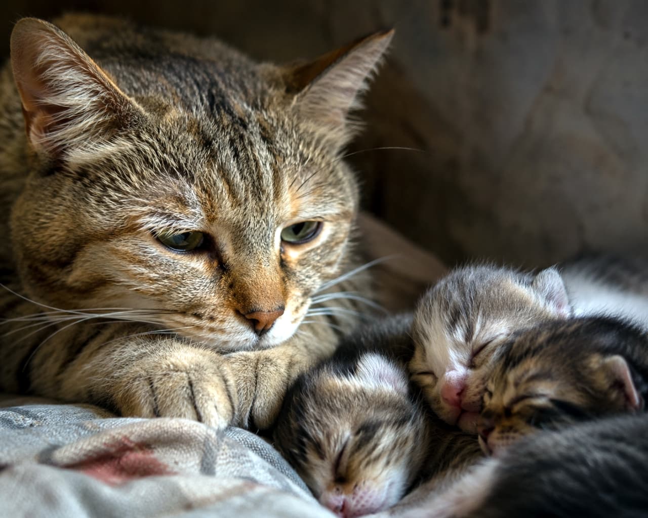 「すやすや眠る我が子を見つめる優しい瞳…🥺✨お母さん猫の愛情がたっぷり伝わってくる一枚です💖 #母猫の愛」Ultra-realistic high-quality photograph of a close-up profile of a mother cat resting her chin on her paws, gazing down at her sleeping kittens with exhausted devotion. 前足に顎を乗せ、少し疲れを見せながらも深い愛情に満ちた優しい眼差しで、穏やかに眠る子猫たちを見つめる母猫のクローズアップ写真