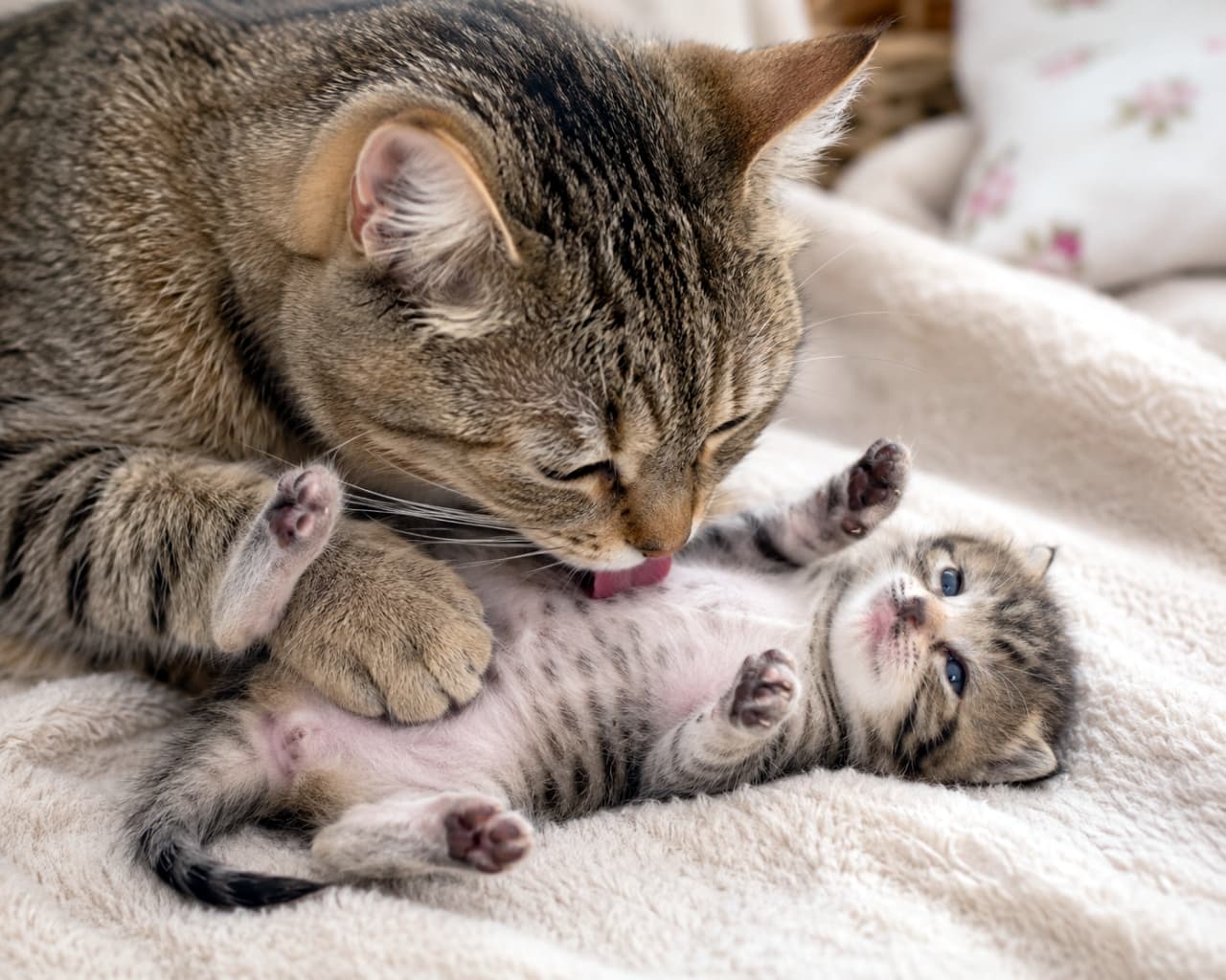 「「はい、きれいにするわよ〜」ママの愛情たっぷりペロペロタイム👅 子猫ちゃんの満足げな顔にキュン！」Ultra-realistic high-quality photograph of a mother cat lovingly licking and grooming her kitten's belly. The kitten lies on its back with paws up, showing complete trust and contentment in this intimate moment. 仰向けになった子猫のお腹を優しく毛づくろい（グルーミング）する母猫のアップ。子猫が前足をあげてリラックスしている表情と、母猫の愛情深い眼差しが印象的な、清潔感と温かみのあるショット