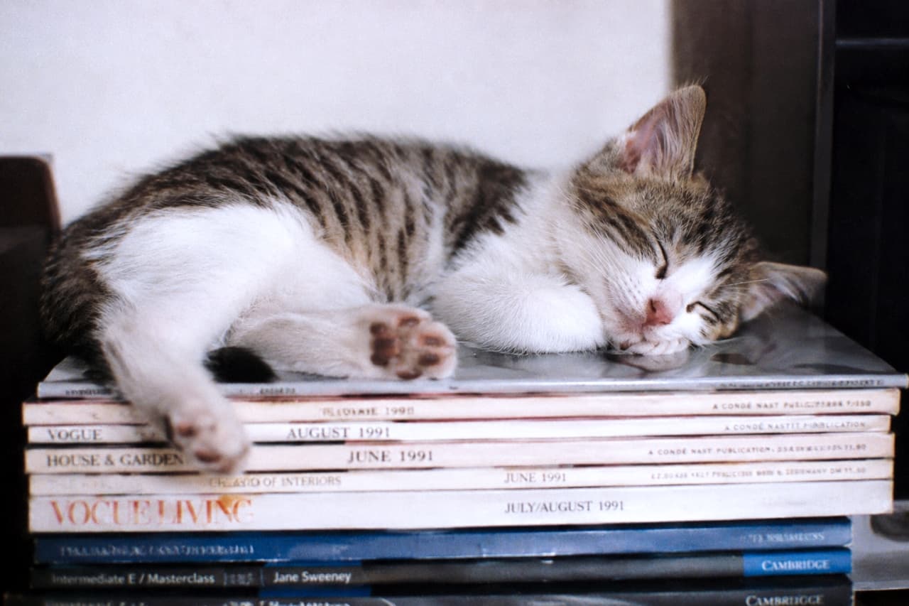 「雑誌の上が今日のお気に入りスポット✨ オシャレなインテリアに囲まれて、どんな夢を見てるのかな？😴」Ultra-realistic high-quality photograph of a kitten sleeping soundly on top of a stack of stylish fashion magazines. 積み上げられたファッション雑誌の上で、気持ちよさそうに目を閉じて眠る子猫。柔らかな光が猫の毛並みを照らし、洗練された雰囲気です