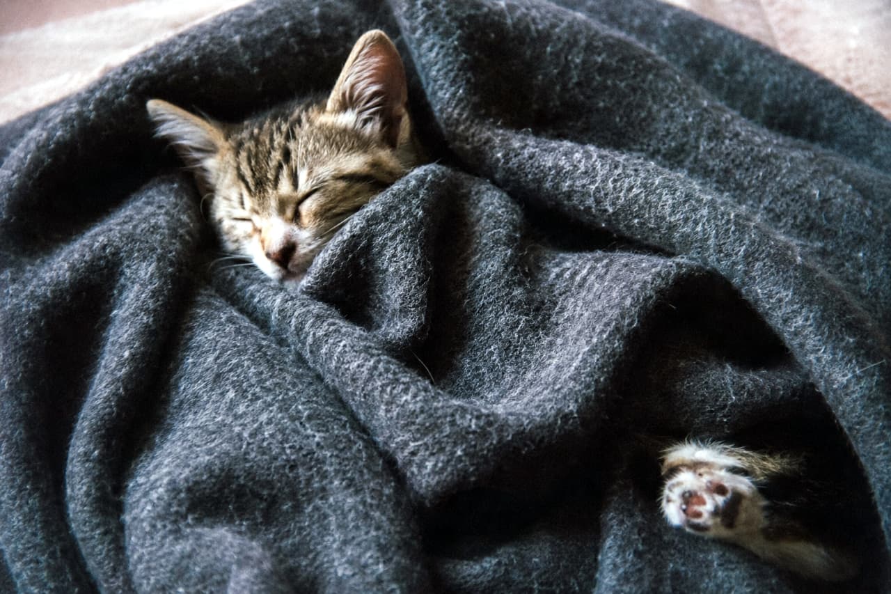 「おやすみなさい…🌙 毛布にくるまって幸せそうに眠る姿に、見てるこっちまで眠くなっちゃいそう🐾」Ultra-realistic high-quality photograph of a kitten sleeping soundly wrapped in a thick, grey fluffy blanket. Only its peaceful face and one tiny paw are visible, creating a cozy and warm atmosphere. Close-up shot. 厚手のグレーの毛布に包まれてぐっすりと眠る子猫。顔の一部と小さな肉球だけが覗いており、暖かく穏やかな室内の雰囲気が伝わる接写