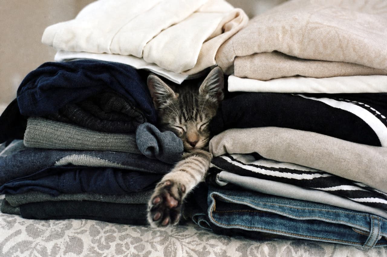 「畳みたてのお洋服は最高のベッド💤 ぐっすり夢の中だけど、自慢の肉球だけはしっかりアピールしちゃうもんね🐾✨」A close-up, analog-style photograph of a tabby kitten fast asleep, tucked snugly between two stacks of neatly folded clothing like jeans and sweaters. One striped front leg is stretched out straight toward the bottom of the frame, showcasing its prominent paw pads. The photo features a grainy, 35mm film texture with soft, moody ambient lighting. 丁寧に畳まれたジーンズやセーターの山の間に挟まって、ぐっすりと眠っているキジトラの子猫。アナログフィルム特有の質感で、しま模様の片方の前足が画面の下に向かって真っ直ぐに伸びており、ぷっくりとした肉球が強調されています。粒状感のある35mmフィルム風の描写と、落ち着いた柔らかな光が特徴的です