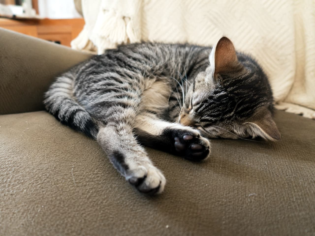 「ソファを占領中のお昼寝タイム💤この丸まり具合、たまらなく可愛いですよね…🐈💕 #猫のいる幸せ #リラックス」Ultra-realistic high-quality photograph of a tabby cat sleeping peacefully, curled up on a soft grey sofa. Close-up shot capturing the intricate texture of the fur and a glimpse of its paws. グレーのソファの上で、体を丸めて深く眠りにつくキジトラ猫の接写。前足の肉球がちらりと見えており、リラックスした様子が伝わる。毛並みのディテールが非常に詳細な、リアルで高品質な写真