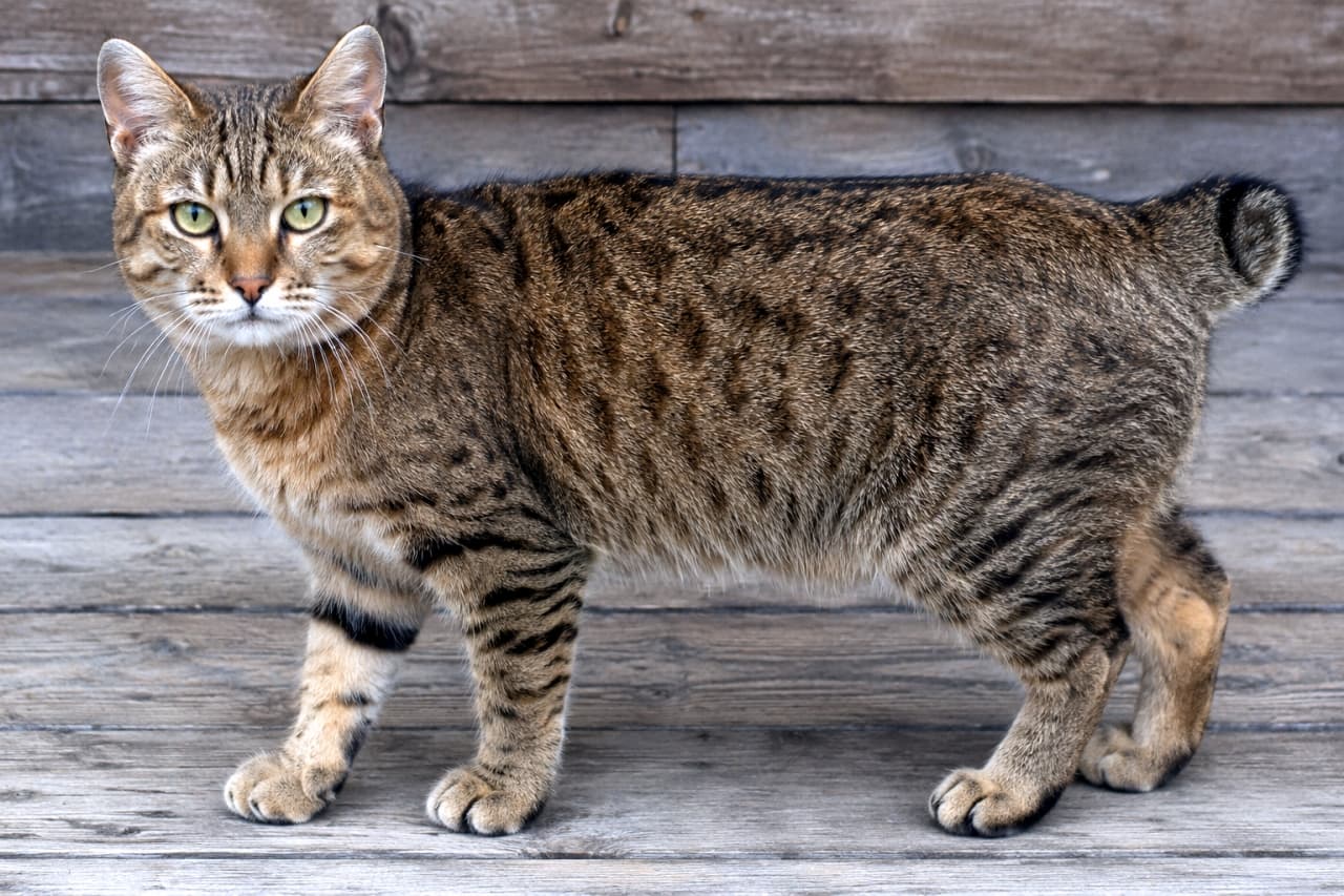 「まるで小さな山猫!🌲ピクシーボブのワイルドな魅力全開です✨このがっしりした体格、最高にカッコいい🐾」Ultra-realistic high-quality photograph of an adult Brown Spotted Tabby Pixie-bob with a wild, lynx-like appearance, standing on a rustic wooden deck. 木製のデッキの上に立つ、がっしりとした体格のピクシーボブ。野性味のある顔立ちと、この種独特の短い尾が際立つ全身ショット