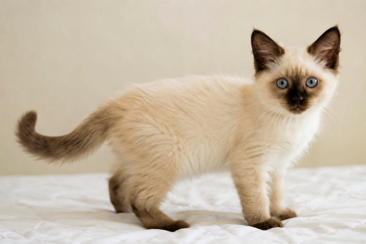 「癒やしの極致…!☁️ふかふかベッドの上で甘えるバリニーズちゃん。ブルーの瞳に見つめられたら即保存です💙🐈」Ultra-realistic high-quality photograph of a Chocolate Point Balinese kitten standing on a white quilted bed, tilting its head curiously with striking sapphire blue eyes and soft cream-colored fur. 白いキルティングのベッドカバーの上で、首を少しかしげてこちらをじっと見つめるチョコポイントのバリニーズの子猫。耳、顔、足の濃いポイントカラーと鮮やかなブルーの瞳が特徴