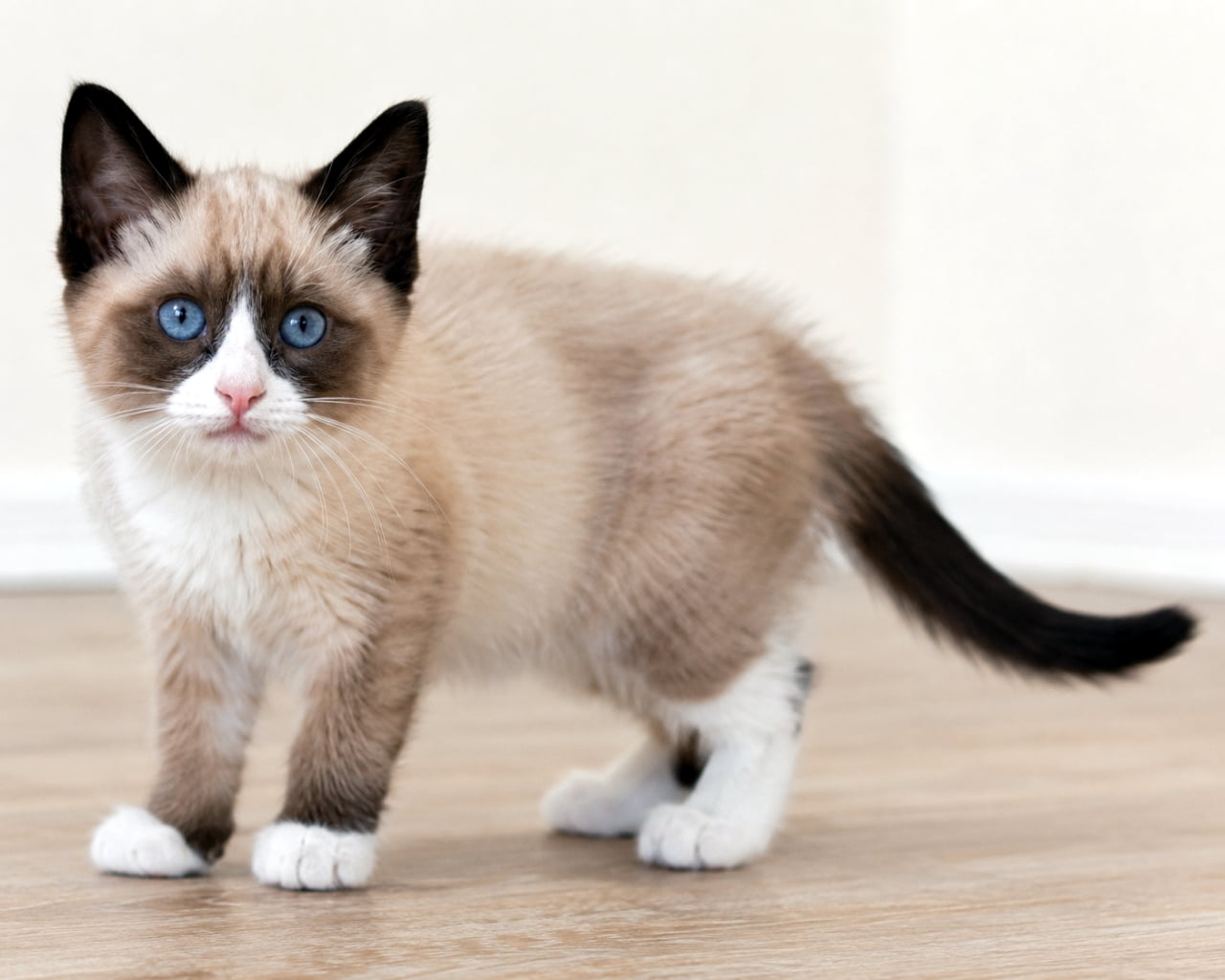「宝石のような青い瞳に釘付け!💎 スノーシューの子猫ちゃんが見つめる、ピュアな美しさにドキッ🐈✨」Ultra-realistic high-quality photograph of a Snowshoe kitten with striking blue eyes and distinctive facial markings, looking directly at the camera. 特徴的なスノーシュー(猫種)の子猫。顔のV字模様と青い瞳が美しく、カメラをまっすぐに見つめるポートレート