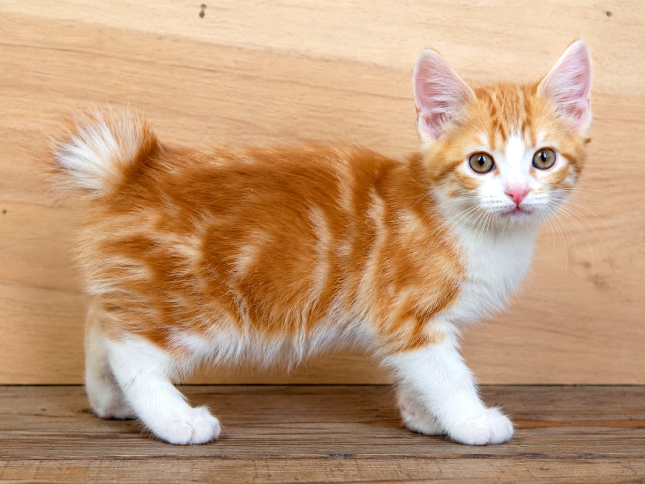 「クリリアンボブテイル特有の短い尻尾がキュート!🐾凛とした立ち姿がとってもフォトジェニックです✨🐈」Ultra-realistic high-quality photograph of a Kurilian Bobtail kitten standing in profile against a wooden background, highlighting its characteristic short tail. 木目調の背景を背に、横を向いて立つクリリアンボブテイルの子猫。短い尻尾が特徴的で、オレンジの縞模様と白の毛並みが鮮明な高品質ポートレート