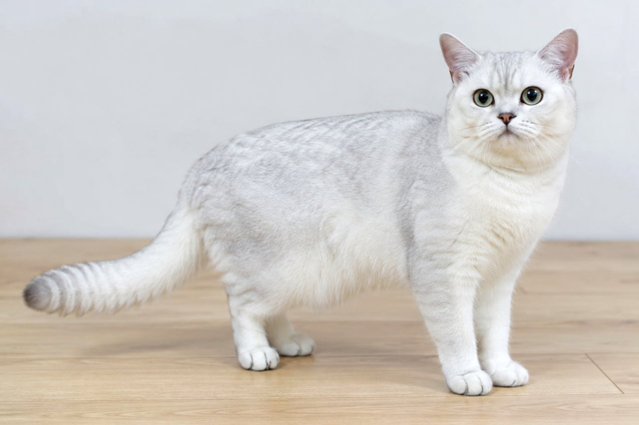 「今日も一日、優雅に過ごしましょう🐈✨ 気品漂う立ち振る舞いに、思わず見惚れちゃうニャ…🐾」Ultra-realistic high-quality photograph of an elegant Silver Shaded Burmilla adult cat standing on a wooden floor, showcasing its exquisite silvery coat. シルバーシェイデッドバーミラの成猫が、木の床の上で気品あふれる表情を浮かべて立っています。美しい銀色の毛並みの質感が細部まで表現されたポートレート