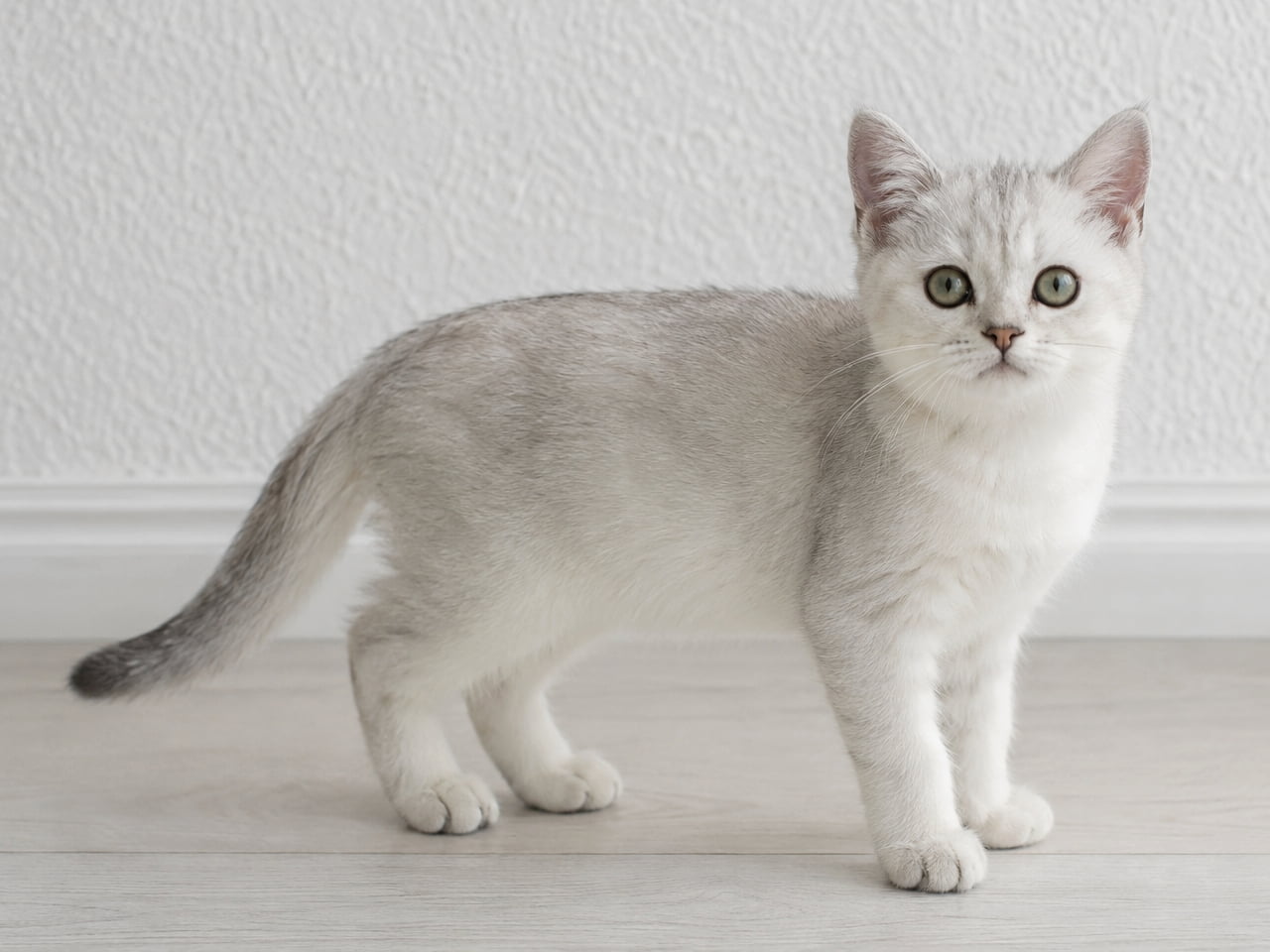 「宝石みたいな瞳に吸い込まれそう…!💎シルバーの毛並みが美しいバーミラの子猫ちゃんが登場です🐈✨」Ultra-realistic high-quality photograph of a small Silver Shaded Burmilla kitten standing on a light wood floor against a white wall, looking directly at the camera with large, clear eyes and delicate silver-tipped fur. 白い壁と明るい色の床の部屋で、こちらをまっすぐに見つめて立つシルバーシェーデッド・バーミラの子猫。繊細な銀色の毛並みと、丸く大きな瞳が印象的な高品質な全身ショット