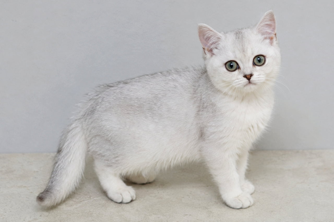 「モデルのお仕事、デビューだニャ!📸✨ シルバーの毛並みが自慢のバーミラちゃん、完璧なポーズ!🐾💕」Ultra-realistic high-quality photograph of a Silver Shaded Burmilla kitten standing in a bright, clean studio with soft professional lighting. シルバーシェイデッドバーミラの仔猫が、清潔感のある白い背景のスタジオでこちらを向いて立っています。淡い銀色の毛並みと大きな瞳が愛くるしい一枚