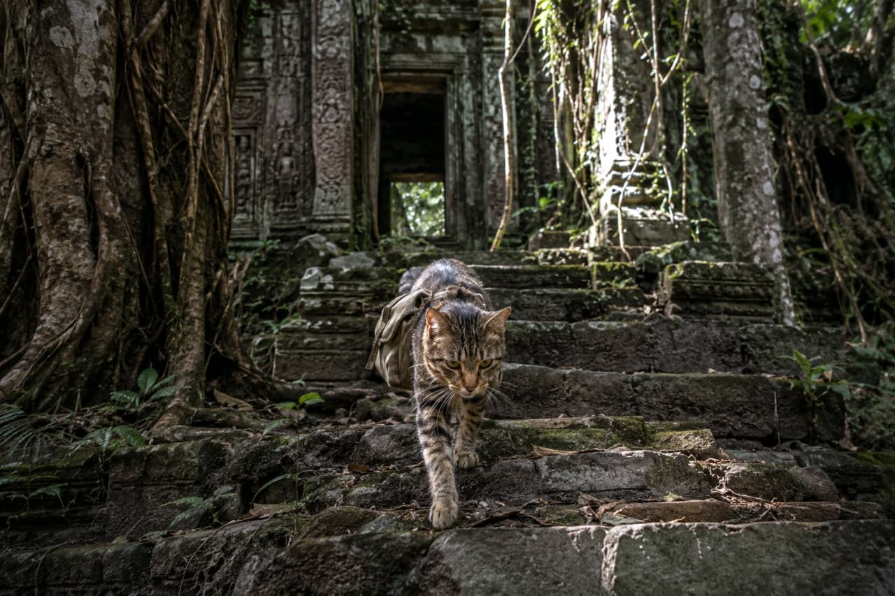 「いざ、未知なる冒険へ出発!😼🎒 遺跡を巡る頼もしい相棒ニャンコのカッコいい一枚✨ #冒険猫 #にゃんこトラベラー」Ultra-realistic high-quality photograph of a tabby cat wearing a small canvas backpack confidently walking down the mossy stone steps of an ancient ruin. The background features a mysterious temple entrance and a dense forest. 小さなキャンバス地のリュックサックを背負ったキジトラ猫が、苔生した古代遺跡の石段を力強く降りてくる高画質写真。背景には神秘的な神殿の入り口と深い森が広がっている