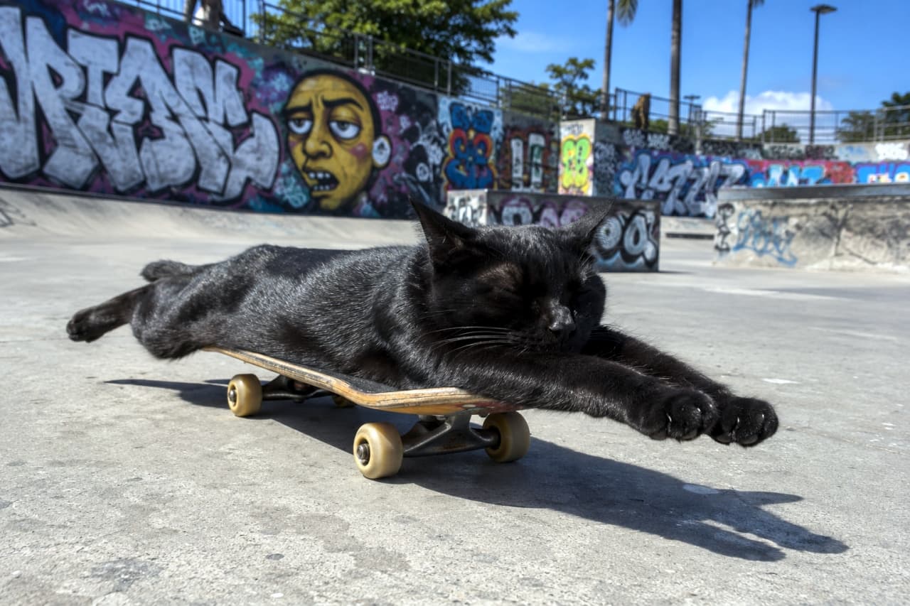 「スケボーの上で究極のリラックス🤤 ストリートの平和はニャンコが守る🛹🐾」An ultra-realistic high-quality photograph of a black cat sleeping comfortably on a skateboard at a sunny skatepark, with colorful graffiti walls in the background. 晴れた日のスケートパークで、スケートボードの上に腹ばいになって気持ちよさそうに眠る黒猫の写真。背景にはカラフルなグラフィティアートが描かれたコンクリートの壁が見えます