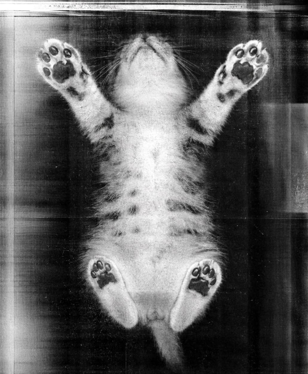 「お腹も肉球も丸見え〜🐾💕 スキャナーに挟まれた無防備な姿がたまらないっ😻」An ultra-realistic high-quality photograph of a tabby kitten pressed against a scanner glass from below, clearly showing its paws and fluffy belly in black and white tones. スキャナーのガラス面に下から押し付けられたキジトラの子猫のモノクロ調写真。4つの足の肉球やモフモフのお腹がくっきりと写し出されています