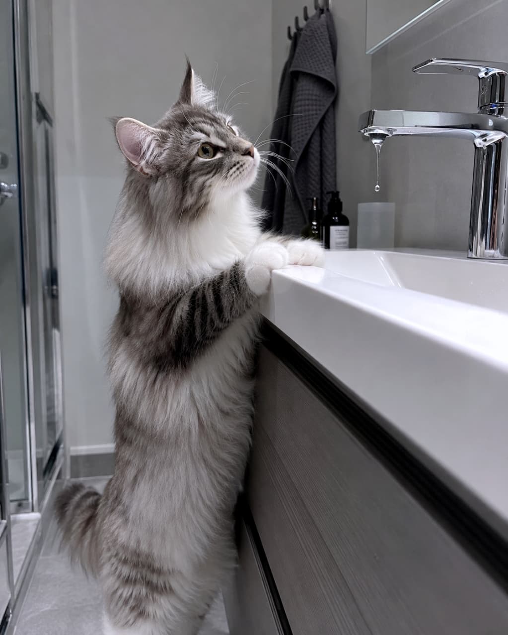 「ポチャン…💧 水滴の行方が気になって仕方ない真剣なお顔がたまらない!👀✨ #猫の不思議 #ノルウェージャンフォレストキャット」Ultra-realistic high-quality photograph of a curious grey and white Norwegian Forest cat standing at a modern sink, watching a water drop falling from the faucet. モダンな洗面台に立ち上がり、蛇口から落ちる水滴を真剣に見つめるグレーと白のノルウェージャンフォレストキャットの高画質写真