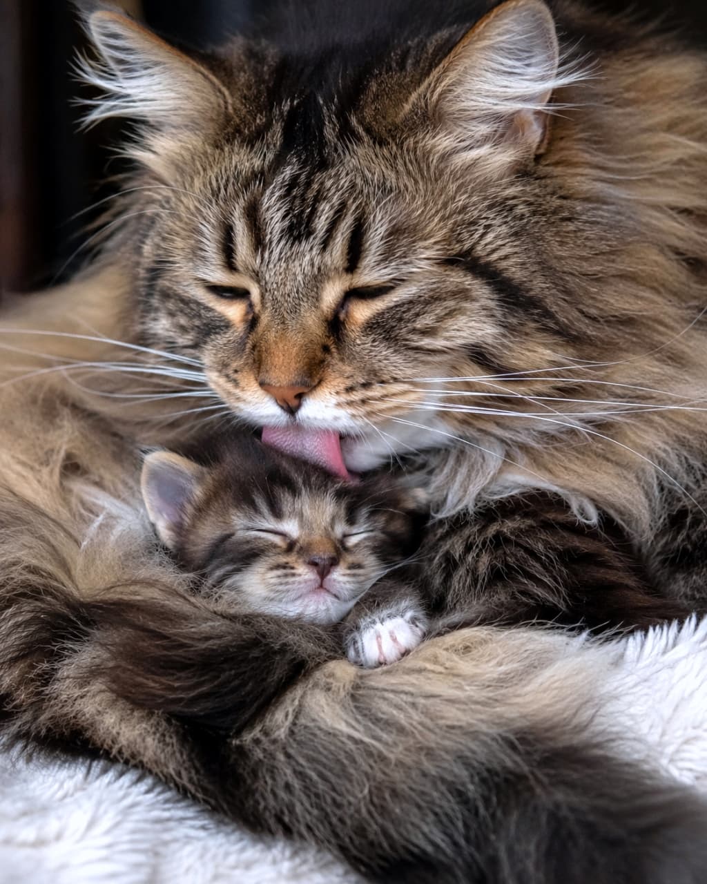 「愛情たっぷりの毛づくろいでおやすみなさい🌙 親子猫の尊すぎる姿に心から癒やされますね🥺✨ #親バカ部 #ノルウェージャンフォレストキャット」Ultra-realistic high-quality photograph of a large fluffy mother cat gently grooming a sleeping tiny kitten on a white blanket. ふわふわの白いブランケットの上で、目を閉じて眠る小さな子猫の頭を優しく舐めて毛づくろいする大きな長毛の親猫。高品質でリアルな写真