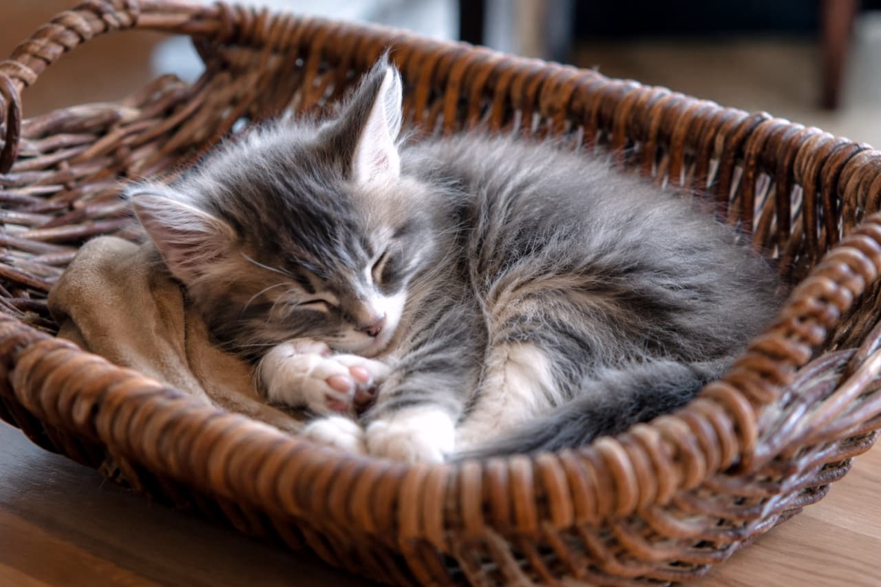 「白いお手てをきゅっと揃えてスヤスヤ…🐾夢の中でお散歩中かな?💤✨ #子猫のお昼寝 #癒し #ノルウェージャンフォレストキャット」Ultra-realistic high-quality photograph of a Norwegian Forest kitten with white paws napping peacefully in a shallow wicker basket. 浅めの籐のかごの中で、白い前足を揃えて気持ちよさそうに目を閉じてお昼寝をしているノルウェージャンフォレストキャットの子猫
