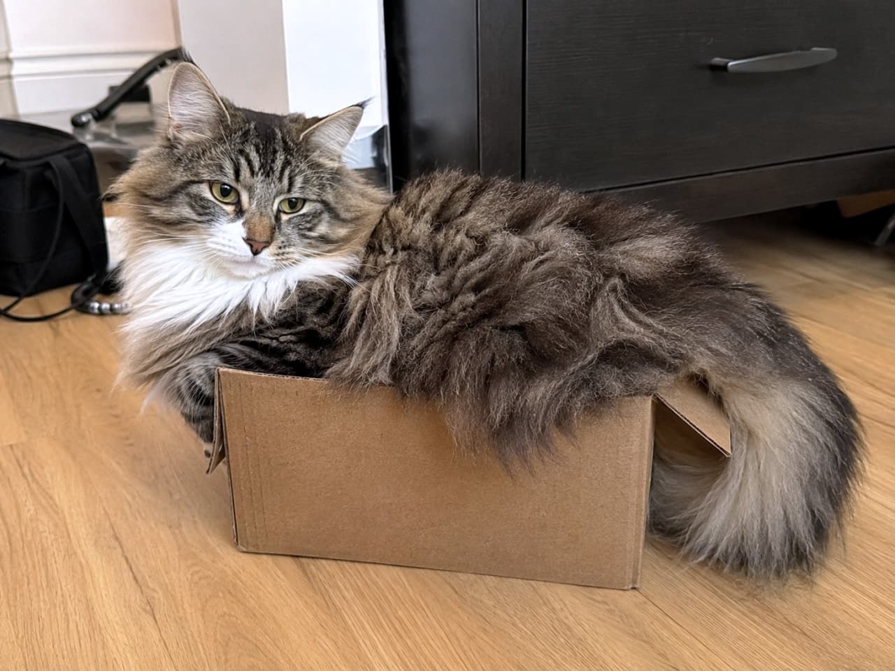 「箱の中が一番落ち着くニャ🐾✨すっぽり収まる姿が可愛すぎます! #猫のいる暮らし #段ボール猫 #ノルウェージャンフォレストキャット」Ultra-realistic high-quality photograph of a Norwegian Forest Cat relaxing inside a small cardboard box. 小さな段ボール箱に収まってくつろぐノルウェージャンフォレストキャット