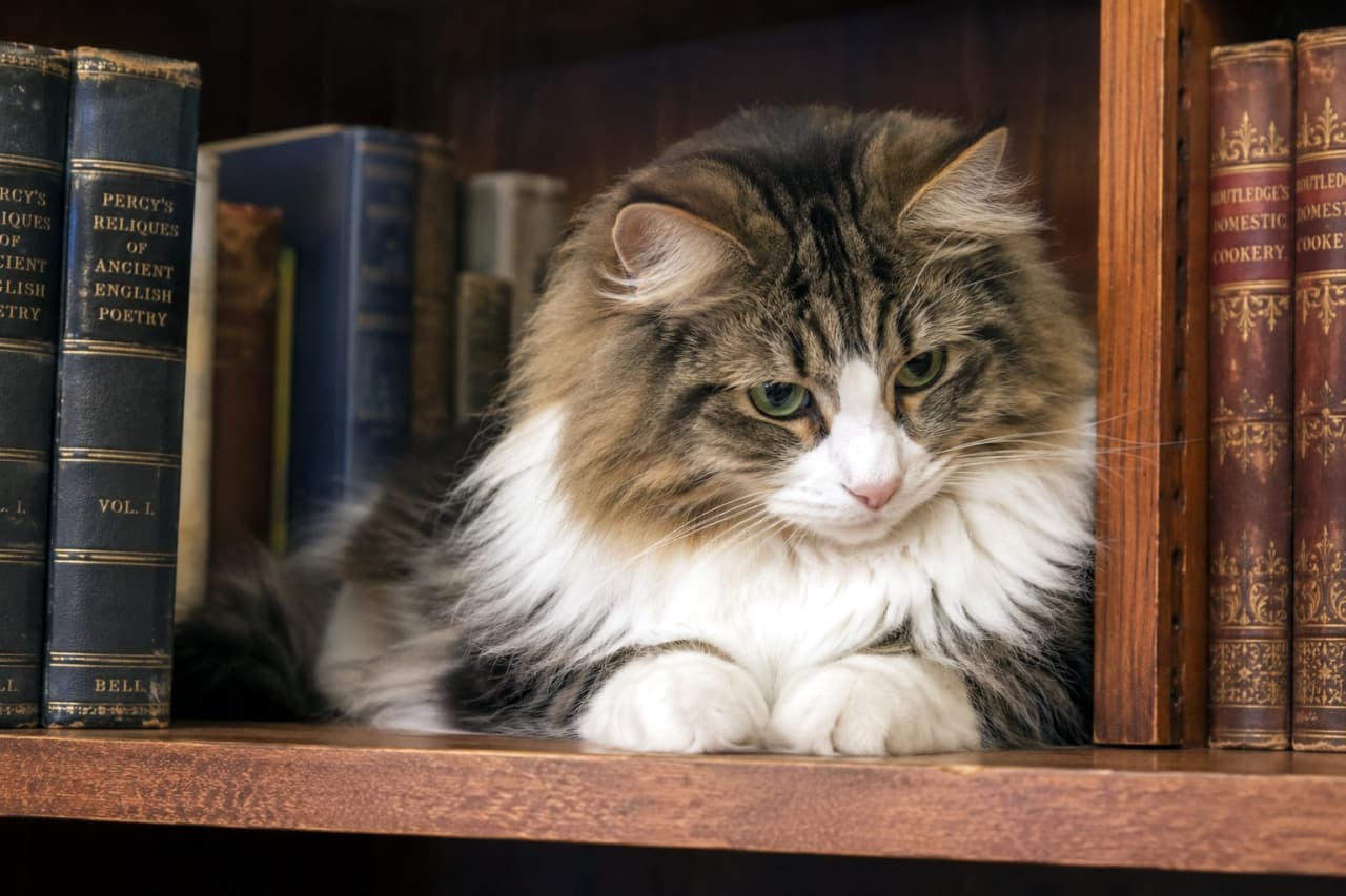 「読書の秋のお供にいかが?📖本棚の隙間でまったり中の猫ちゃんです🐈 #読書猫 #本棚 #ノルウェージャンフォレストキャット」Ultra-realistic high-quality photograph of a Norwegian Forest Cat resting comfortably between antique books on a bookshelf. アンティークな本が並ぶ本棚の隙間でくつろぐノルウェージャンフォレストキャット