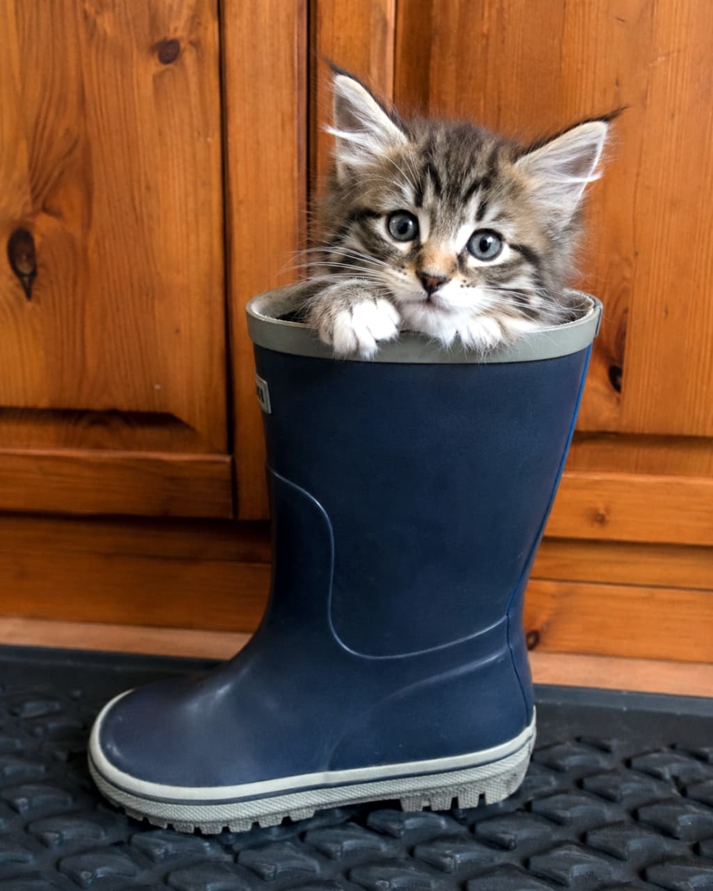 「長靴にすっぽり!👢お出かけの準備は万端にゃん🐾✨ #ノルウェージャンフォレストキャット #子猫」Ultra-realistic high-quality photograph of a Norwegian Forest kitten sitting inside a blue rubber rainboot, resting its paws on the edge, with a wooden cabinet in the background. 青いラバーブーツの中にすっぽりと入り、前足を縁にかけてこちらを見つめるノルウェージャンフォレストキャットの子猫。背景には木製のキャビネットが見える