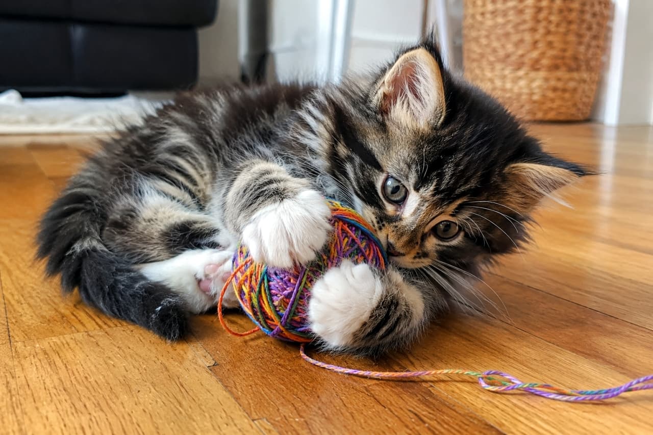 「この毛糸玉はわたしのもの!🧶カラフルな糸と格闘中🐾✨ #いたずら子猫 #ノルウェージャンフォレストキャット」Ultra-realistic high-quality photograph of a Norwegian Forest kitten playfully hugging and biting a colorful ball of yarn on a wooden floor. 木の床の上で、色鮮やかな虹色の毛糸玉を両手足でしっかりと抱え込んで遊んでいるノルウェージャンフォレストキャットの子猫