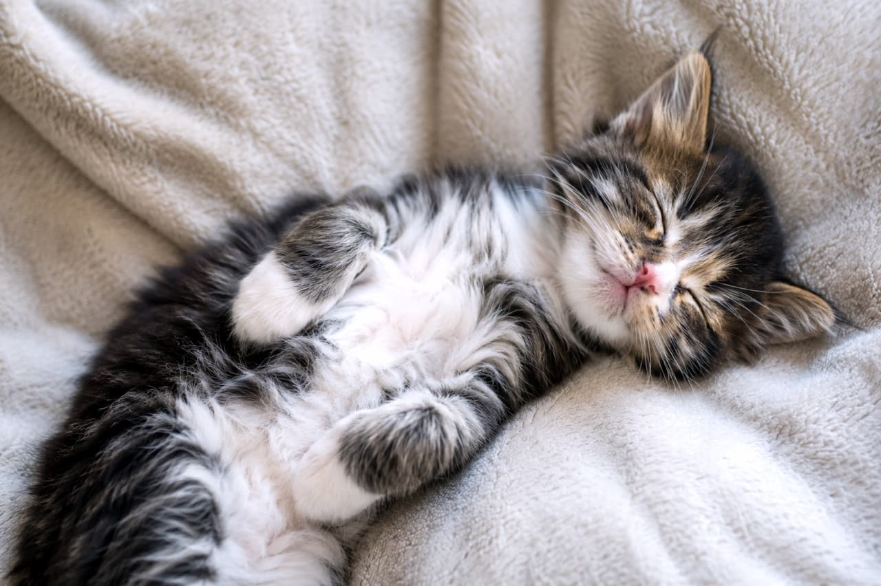 「無防備すぎる「へそ天」ポーズ💤安心しきった寝顔にキュン💕 #へそ天 #子猫の寝顔 #ノルウェージャンフォレストキャット」Ultra-realistic high-quality photograph of a Norwegian Forest kitten sleeping totally relaxed on its back on a soft cream-colored blanket. クリーム色の柔らかいブランケットの上で、無防備にお腹を見せて仰向け(へそ天)で眠るノルウェージャンフォレストキャットの子猫